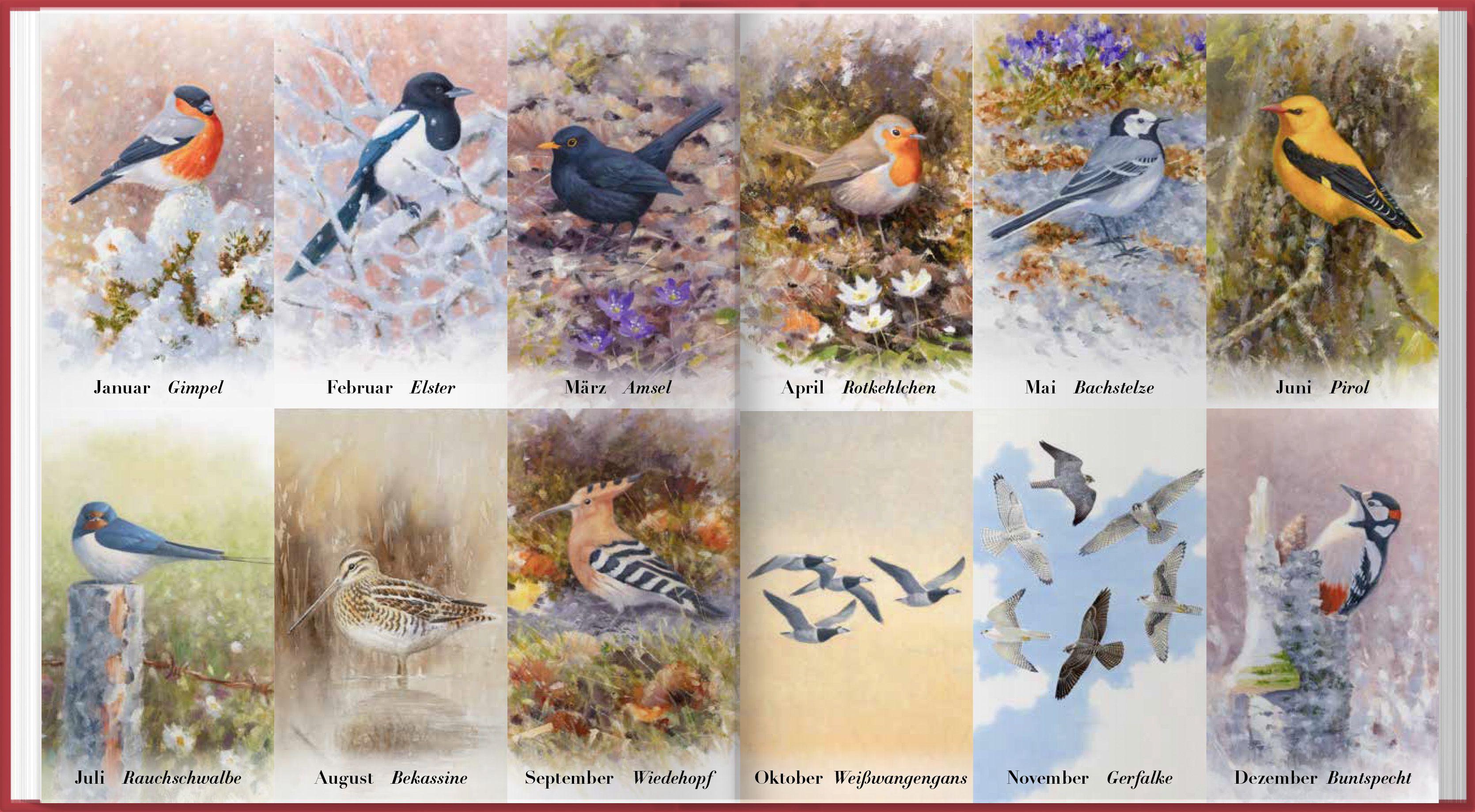 Beispielinhalt (Bild) Der illustrierte Vogelkalender 2027