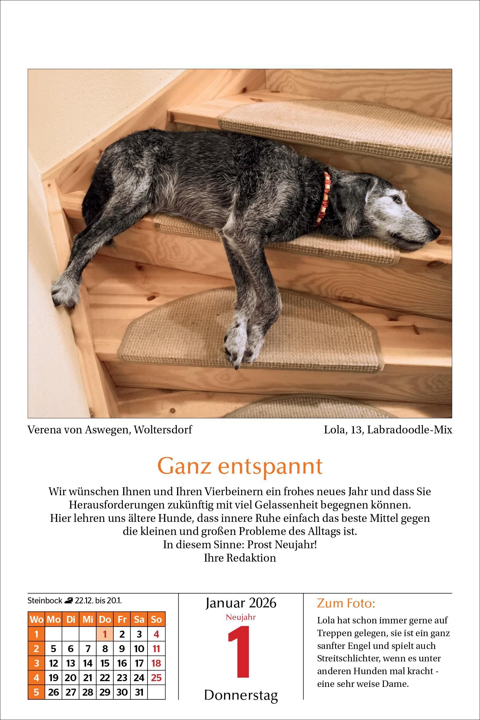 Beispielinhalt (Bild) Hunde Tageskalender 2026