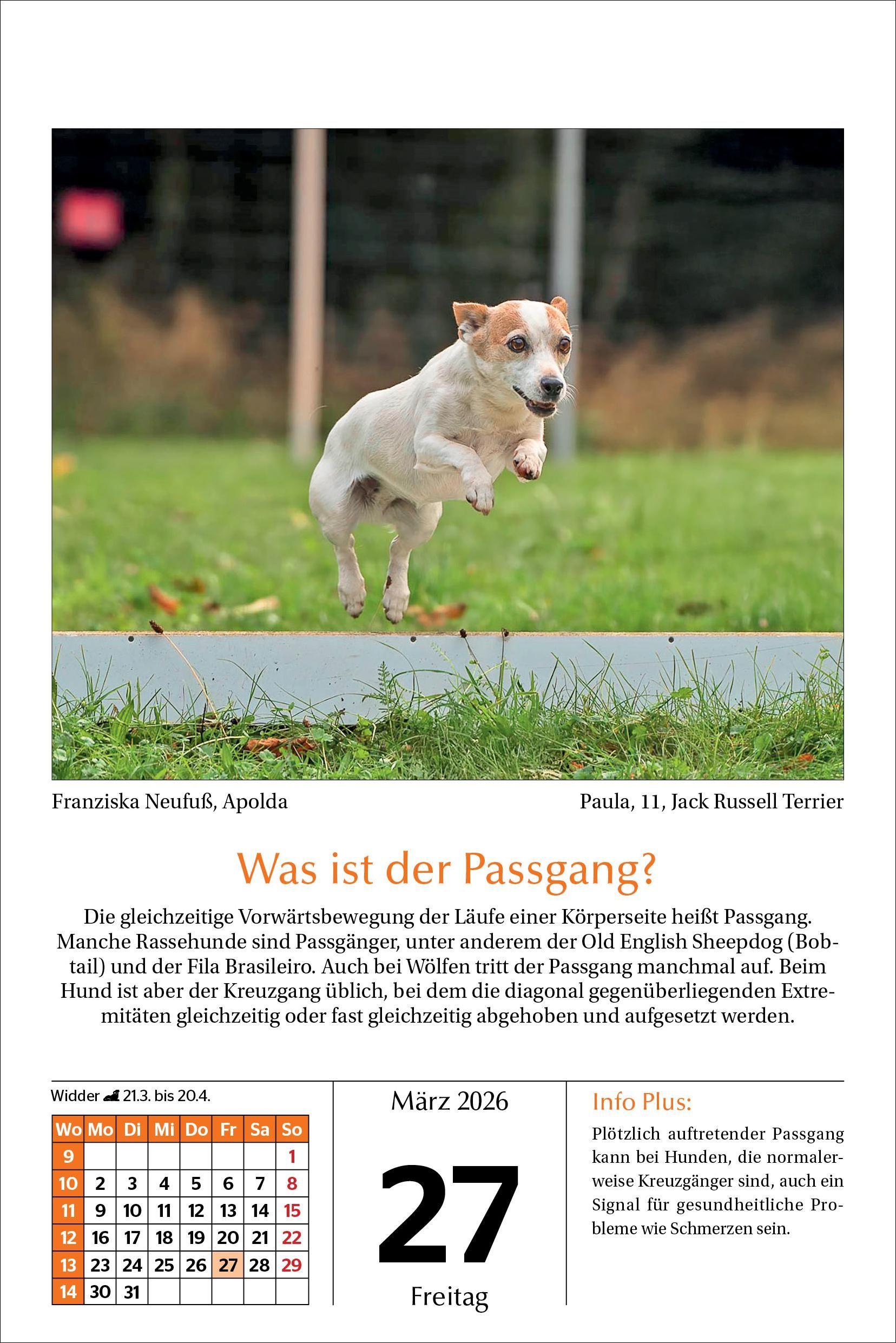 Beispielinhalt (Bild) Hunde Tageskalender 2026