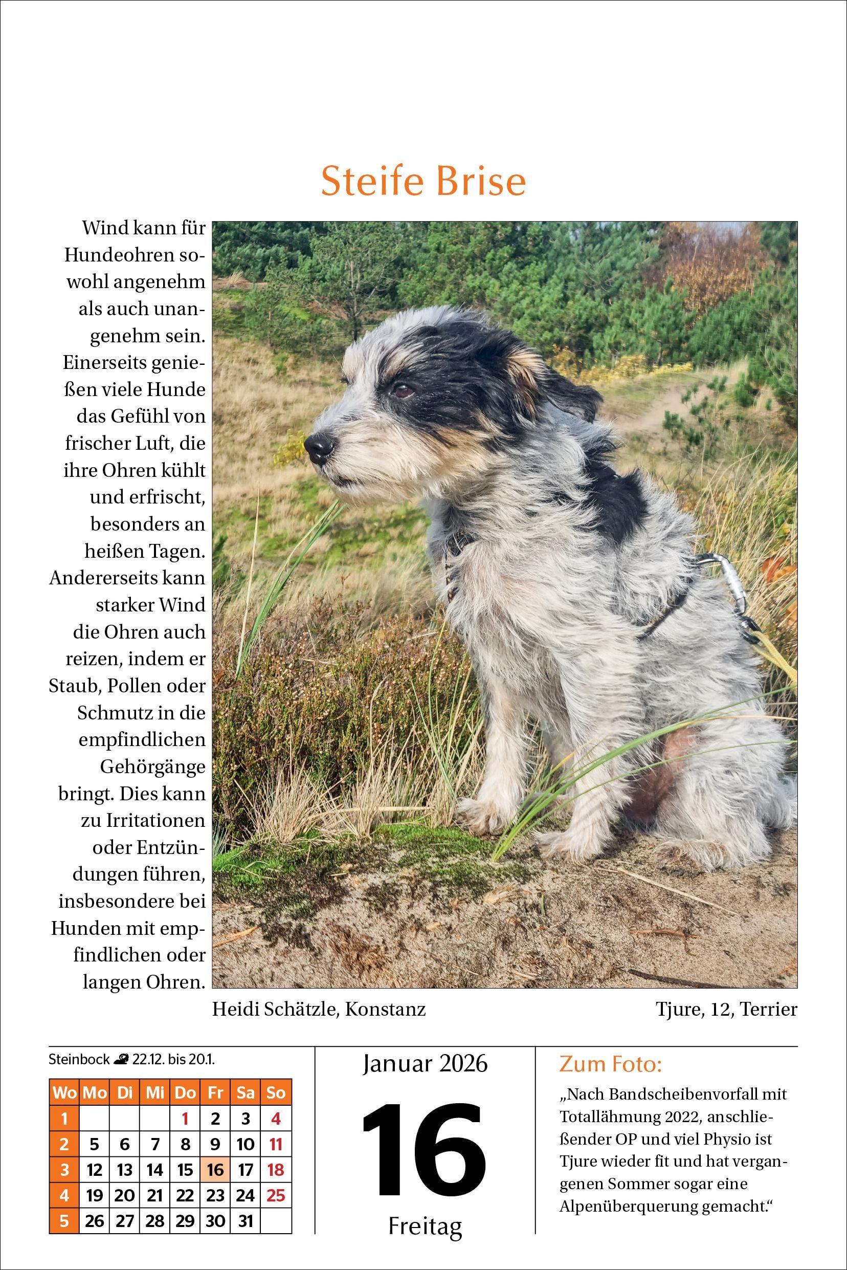 Beispielinhalt (Bild) Hunde Tageskalender 2026