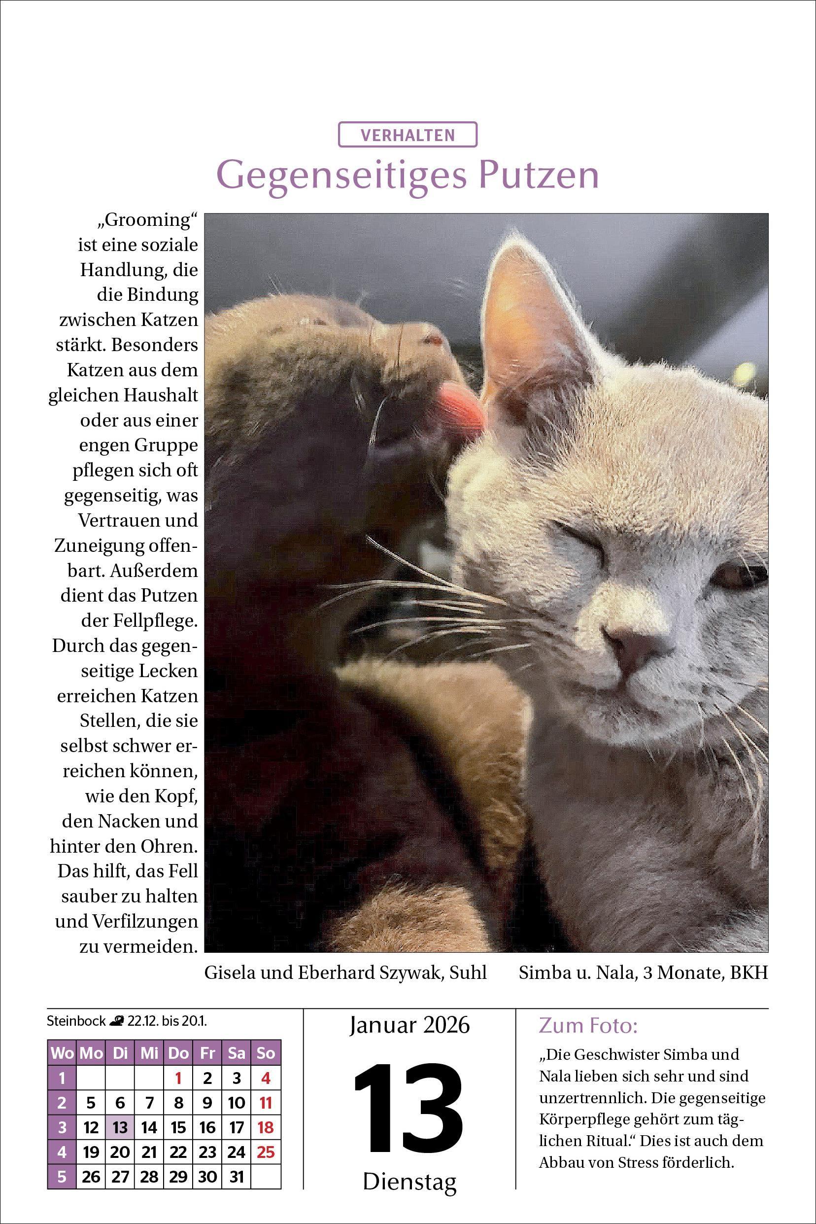 Beispielinhalt (Bild) Katzen Tageskalender 2026