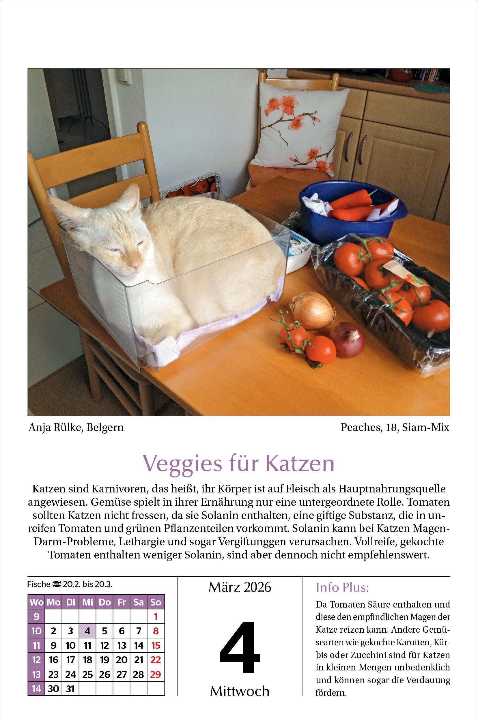 Beispielinhalt (Bild) Katzen Tageskalender 2026
