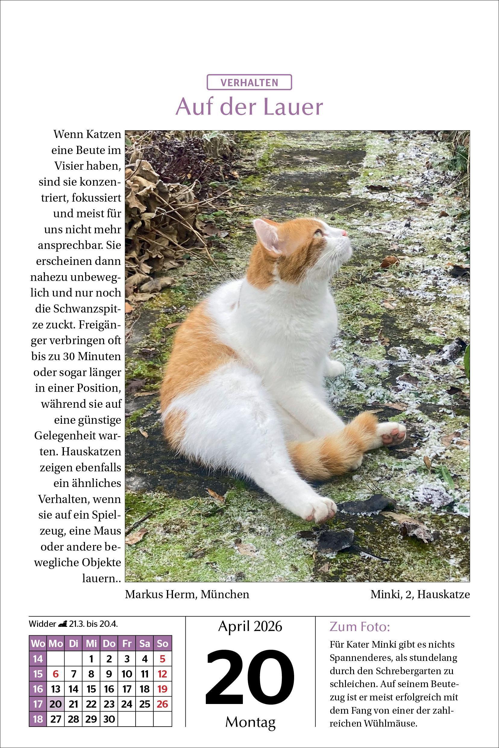 Beispielinhalt (Bild) Katzen Tageskalender 2026