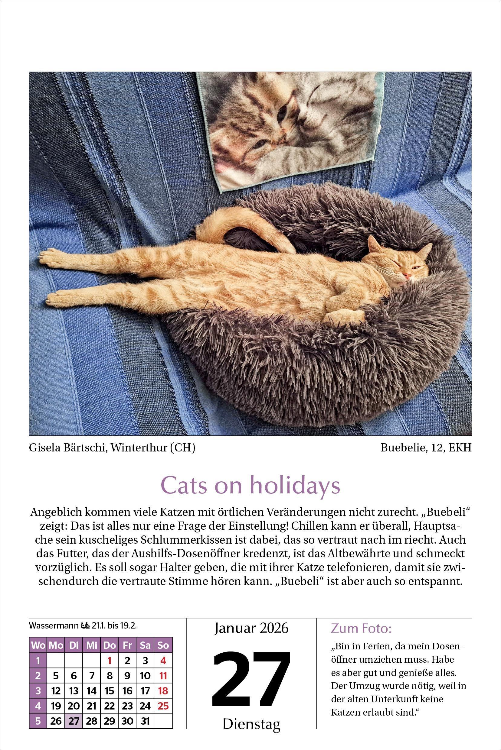 Beispielinhalt (Bild) Katzen Tageskalender 2026