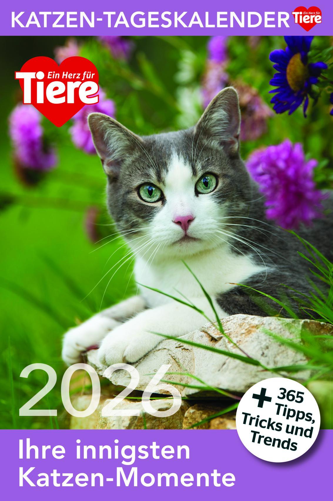 Vorderes Coverbild Katzen Tageskalender 2026