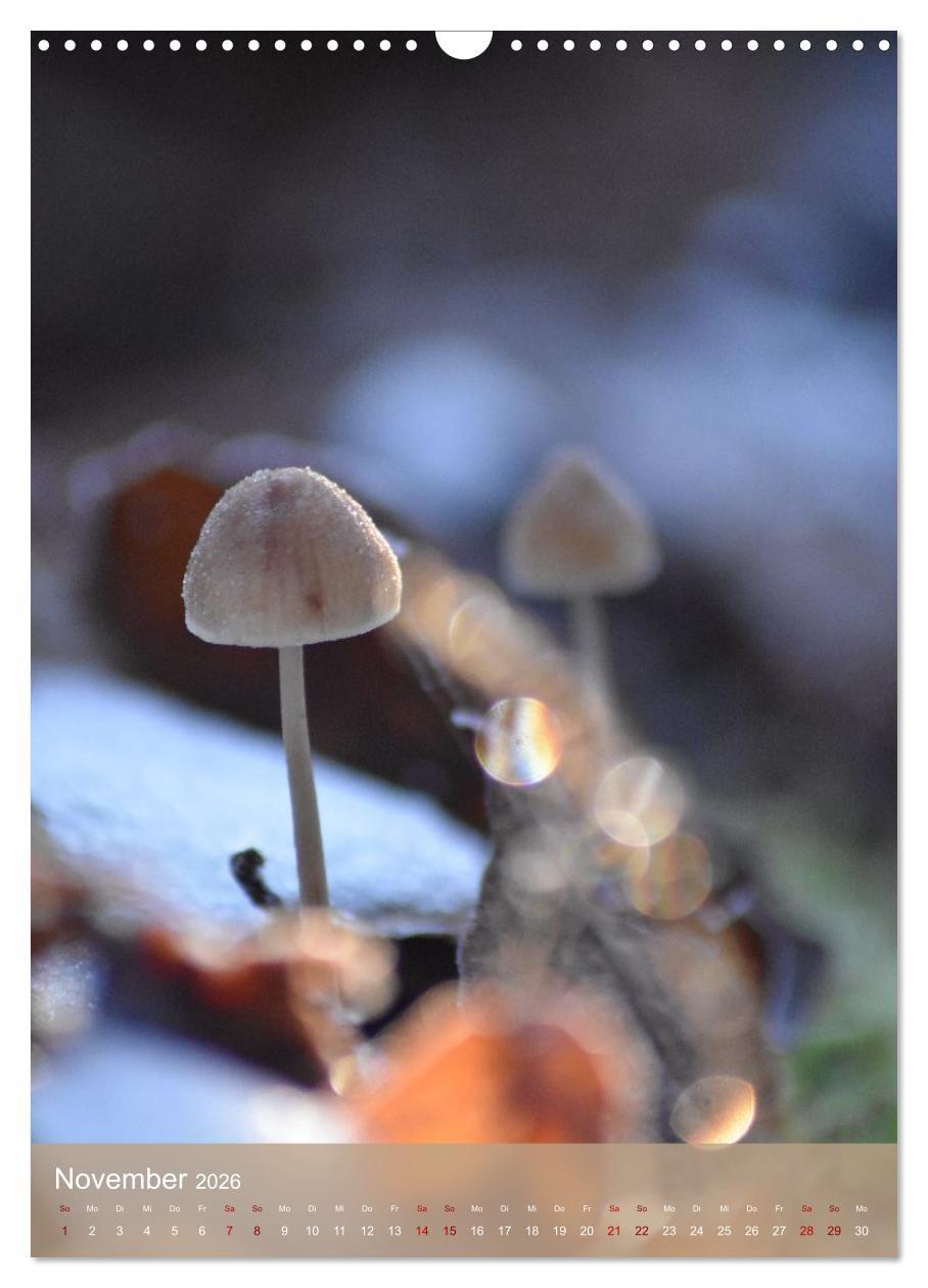 Beispielinhalt (Bild) Die kleinen Dinge - märchenhafte Pilzwelten (Wandkalender 2026 DIN A3 hoch), CALVENDO Monatskalender
