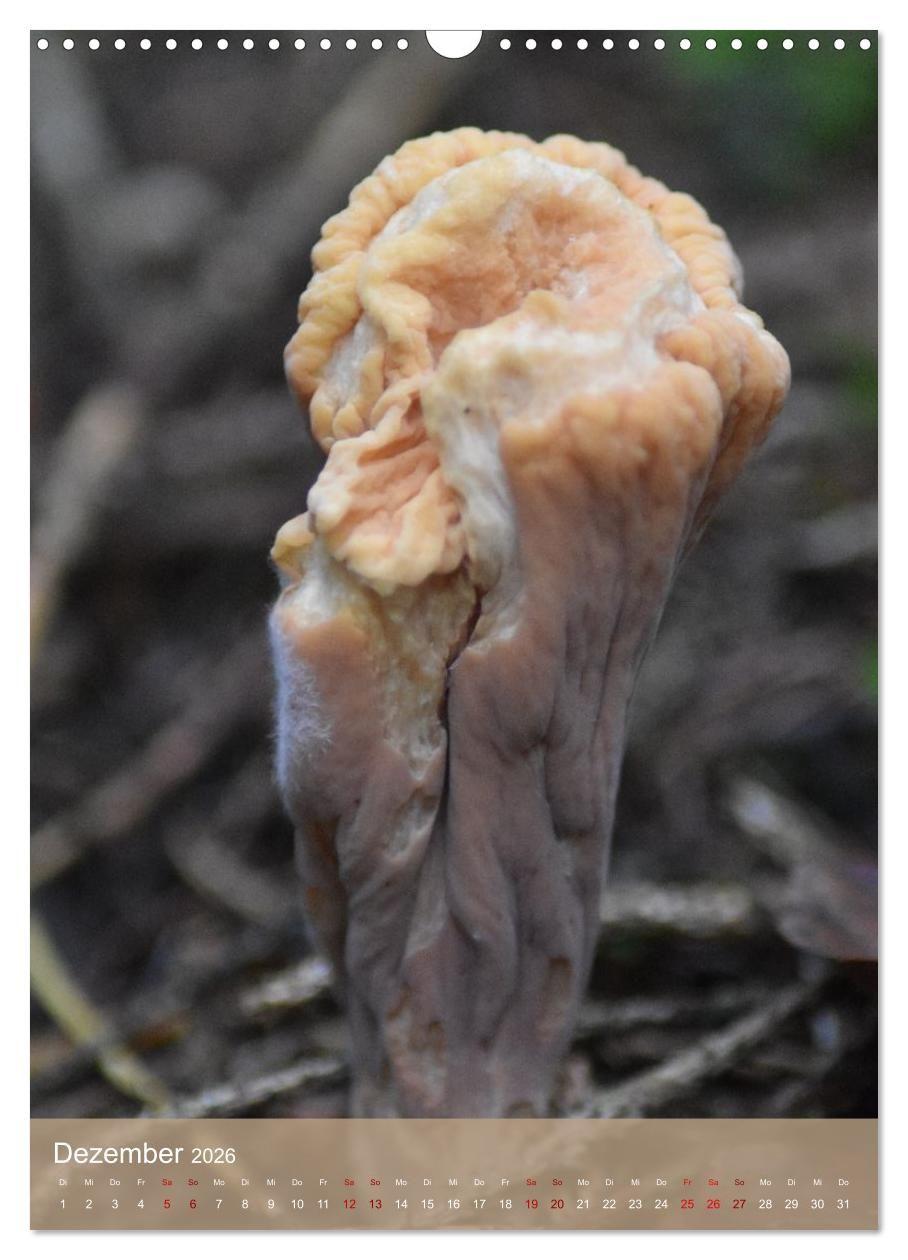 Beispielinhalt (Bild) Die kleinen Dinge - märchenhafte Pilzwelten (Wandkalender 2026 DIN A3 hoch), CALVENDO Monatskalender