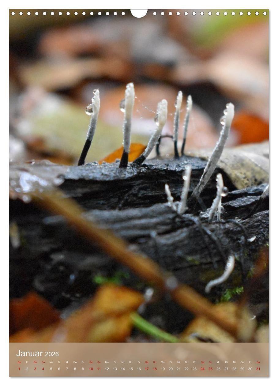 Beispielinhalt (Bild) Die kleinen Dinge - märchenhafte Pilzwelten (Wandkalender 2026 DIN A3 hoch), CALVENDO Monatskalender