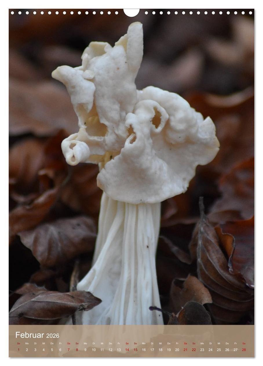 Beispielinhalt (Bild) Die kleinen Dinge - märchenhafte Pilzwelten (Wandkalender 2026 DIN A3 hoch), CALVENDO Monatskalender