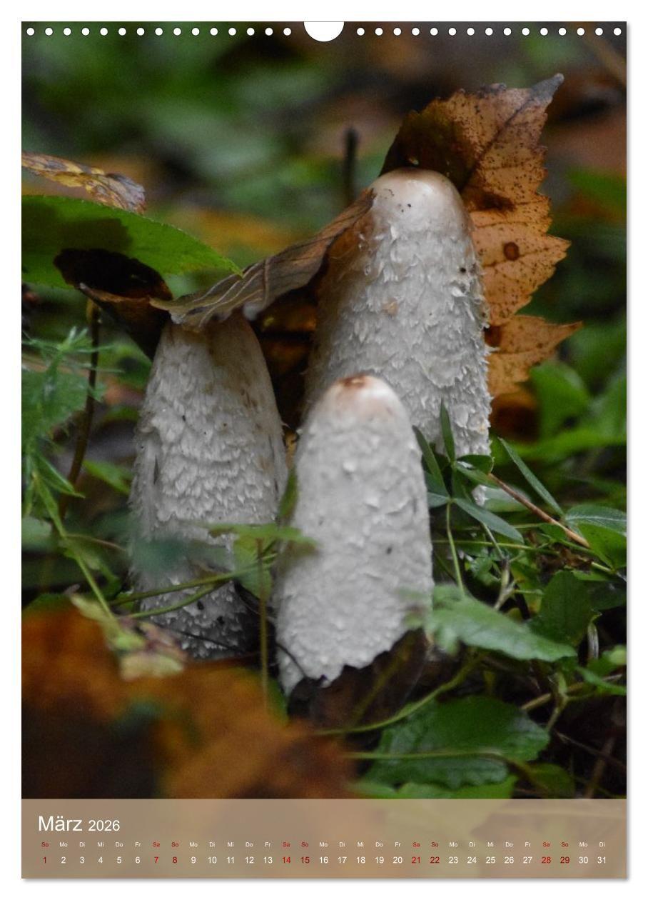 Beispielinhalt (Bild) Die kleinen Dinge - märchenhafte Pilzwelten (Wandkalender 2026 DIN A3 hoch), CALVENDO Monatskalender