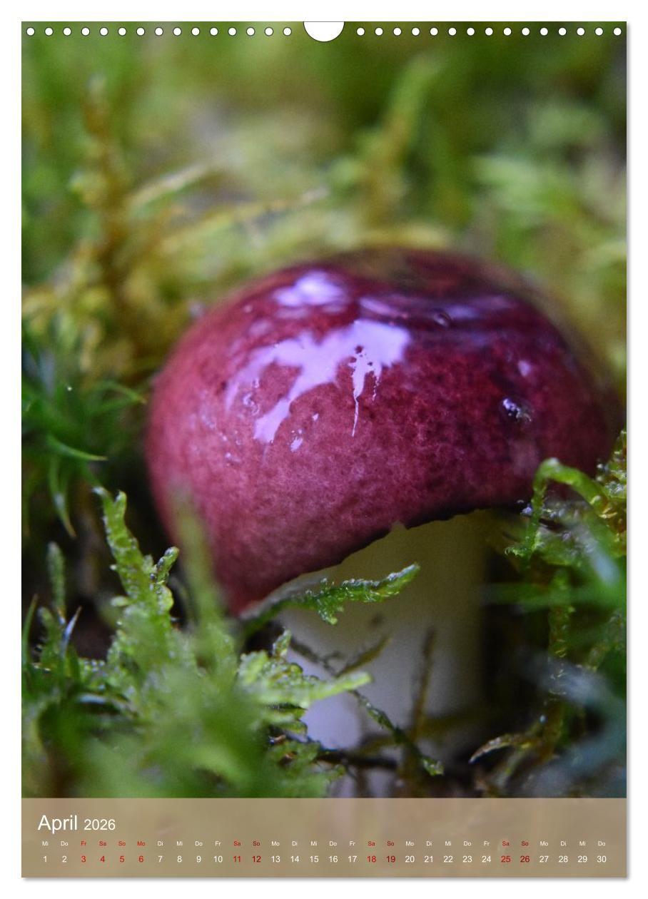 Beispielinhalt (Bild) Die kleinen Dinge - märchenhafte Pilzwelten (Wandkalender 2026 DIN A3 hoch), CALVENDO Monatskalender