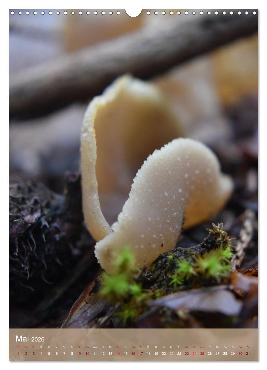 Beispielinhalt (Bild) Die kleinen Dinge - märchenhafte Pilzwelten (Wandkalender 2026 DIN A3 hoch), CALVENDO Monatskalender
