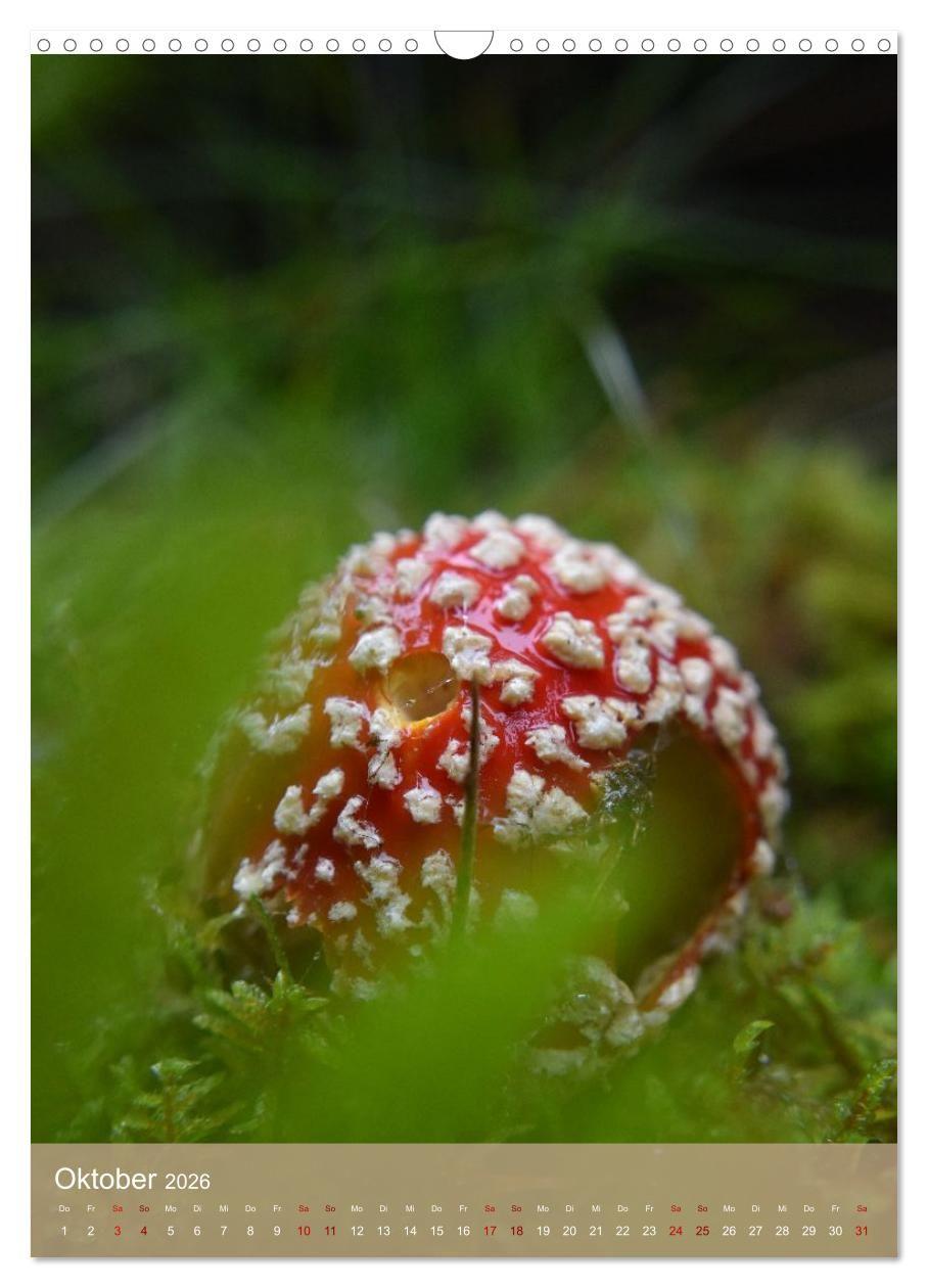 Beispielinhalt (Bild) Die kleinen Dinge - märchenhafte Pilzwelten (Wandkalender 2026 DIN A3 hoch), CALVENDO Monatskalender