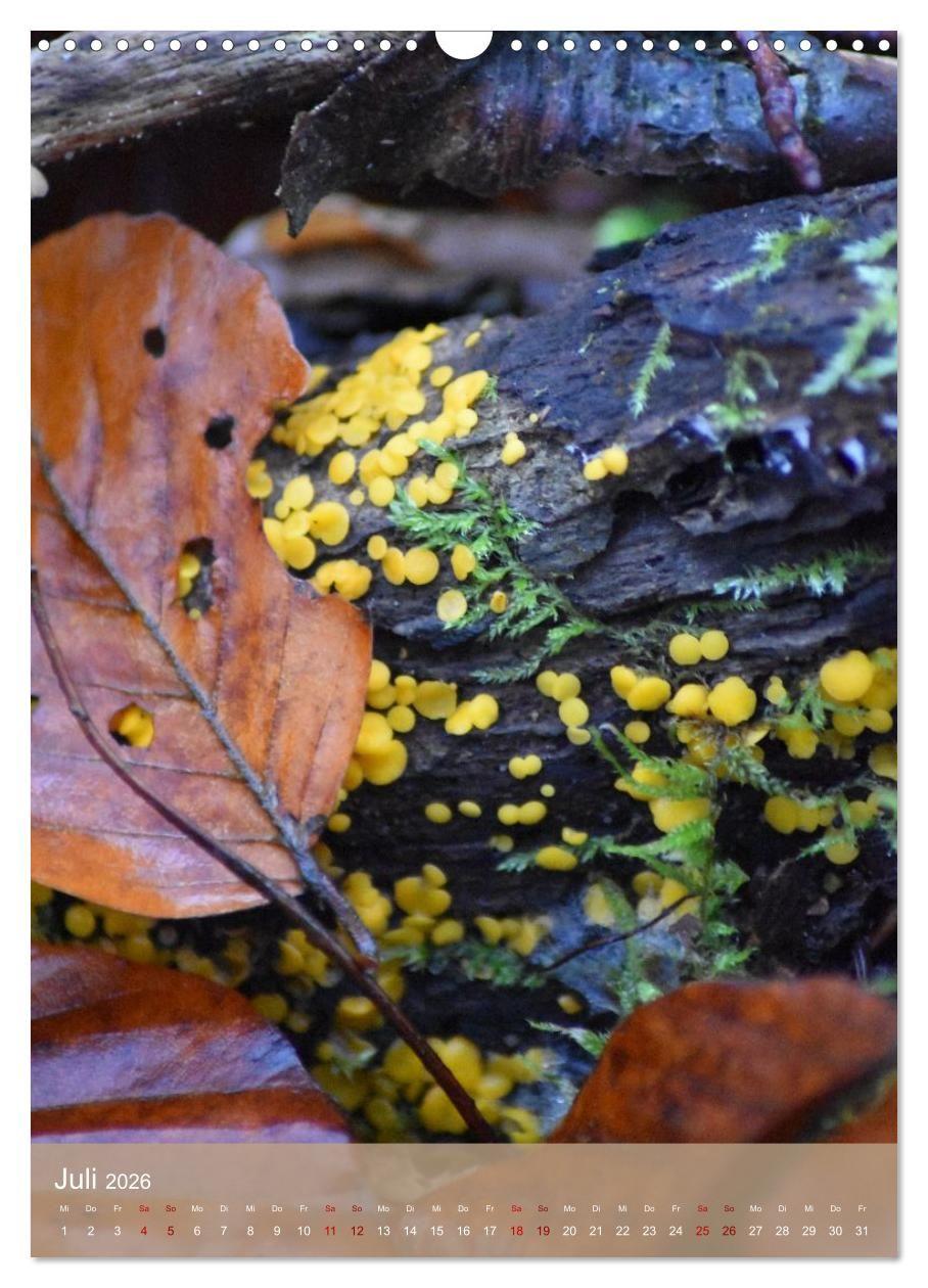 Beispielinhalt (Bild) Die kleinen Dinge - märchenhafte Pilzwelten (Wandkalender 2026 DIN A3 hoch), CALVENDO Monatskalender