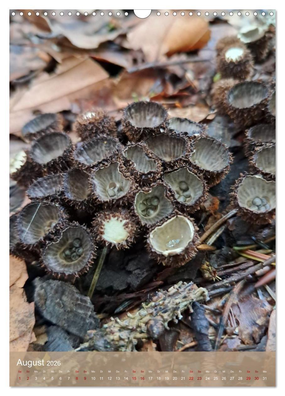 Beispielinhalt (Bild) Die kleinen Dinge - märchenhafte Pilzwelten (Wandkalender 2026 DIN A3 hoch), CALVENDO Monatskalender