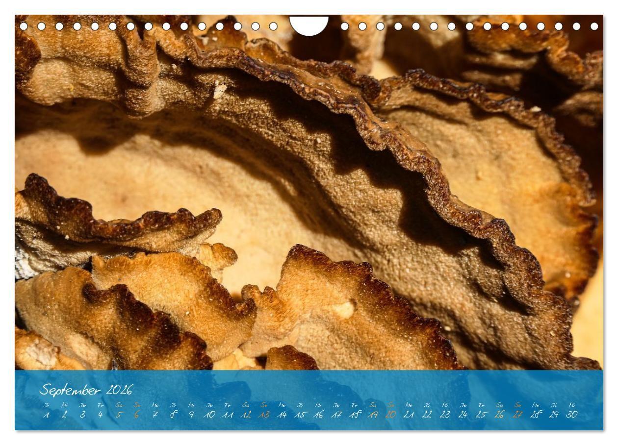 Beispielinhalt (Bild) Natur abstrakt Farben und Strukturen (Wandkalender 2026 DIN A4 quer), CALVENDO Monatskalender