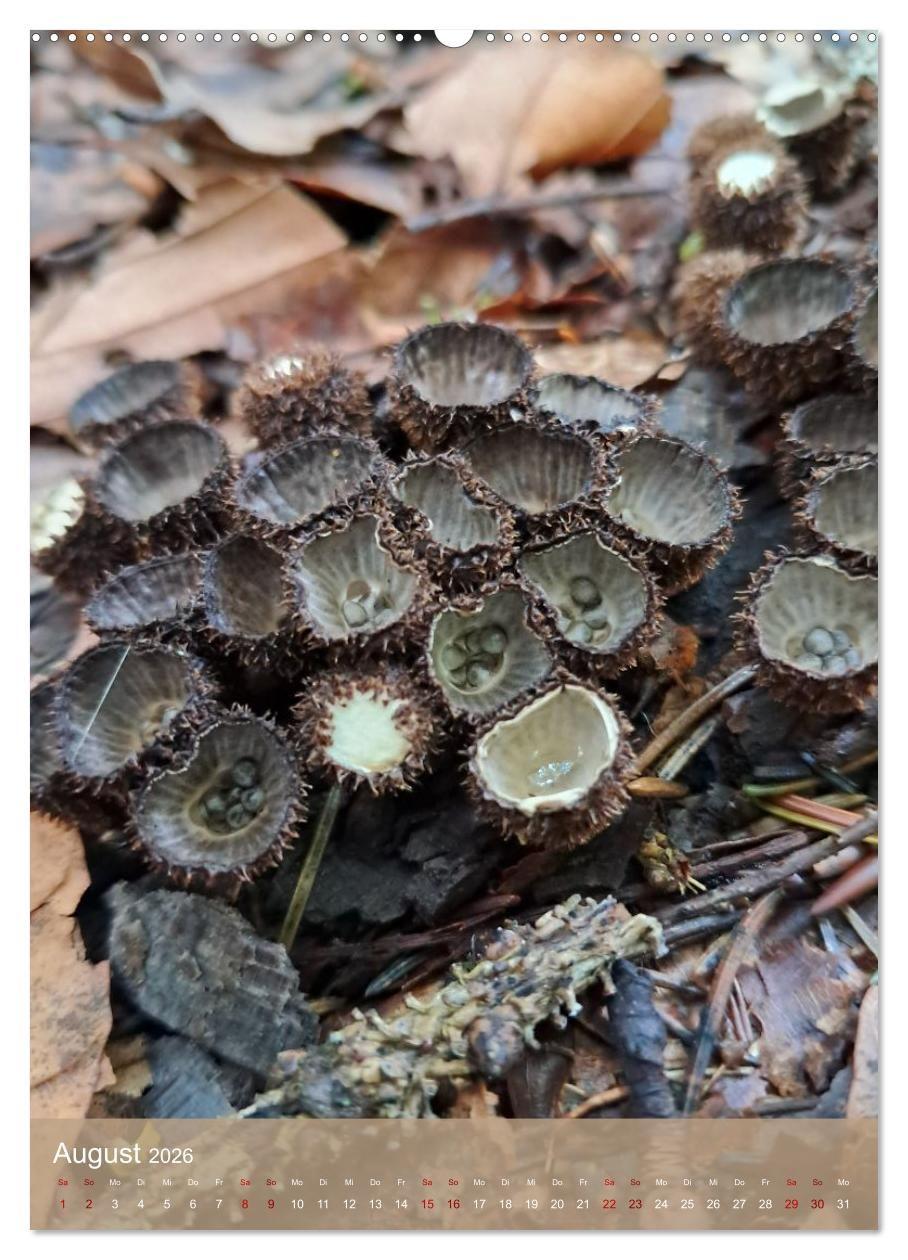 Beispielinhalt (Bild) Die kleinen Dinge - märchenhafte Pilzwelten (hochwertiger Premium Wandkalender 2026 DIN A2 hoch), Kunstdruck in Hochglanz