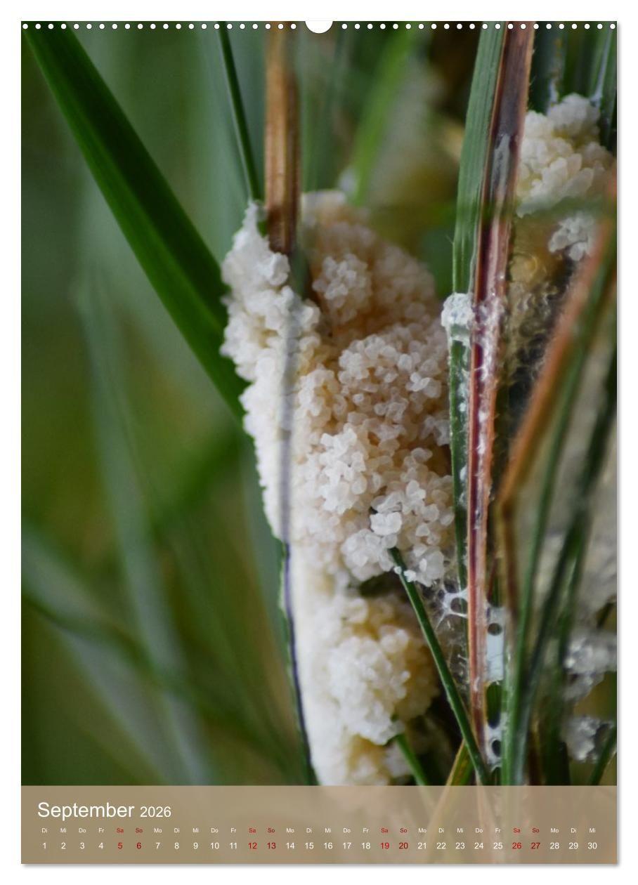 Beispielinhalt (Bild) Die kleinen Dinge - märchenhafte Pilzwelten (hochwertiger Premium Wandkalender 2026 DIN A2 hoch), Kunstdruck in Hochglanz
