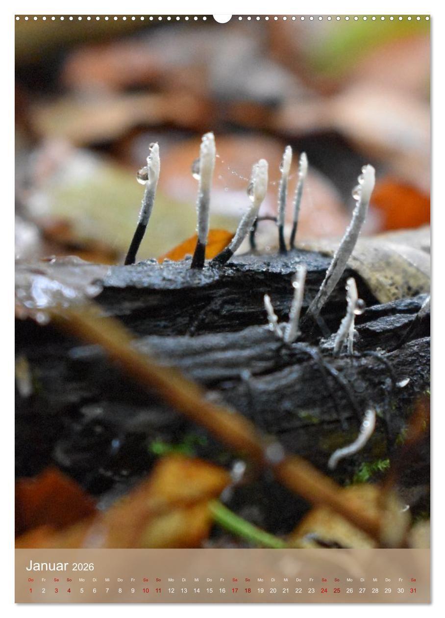 Beispielinhalt (Bild) Die kleinen Dinge - märchenhafte Pilzwelten (Wandkalender 2026 DIN A2 hoch), CALVENDO Monatskalender