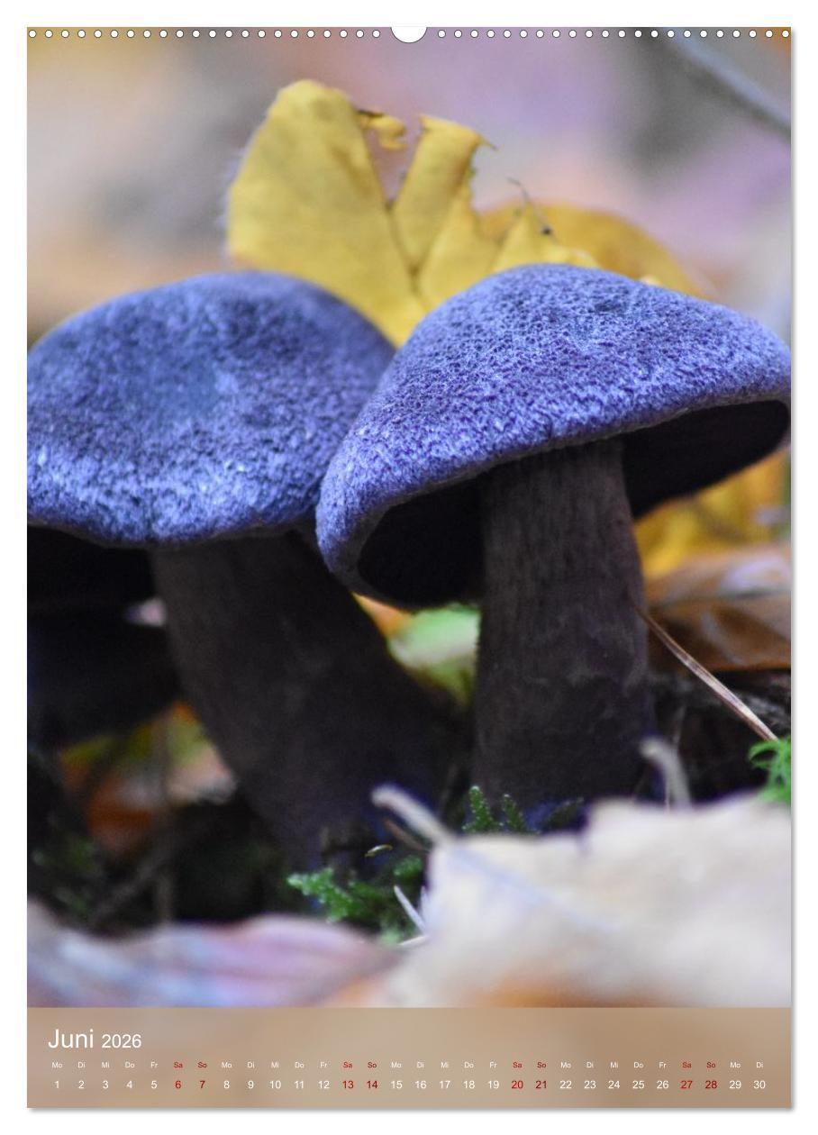 Beispielinhalt (Bild) Die kleinen Dinge - märchenhafte Pilzwelten (Wandkalender 2026 DIN A2 hoch), CALVENDO Monatskalender