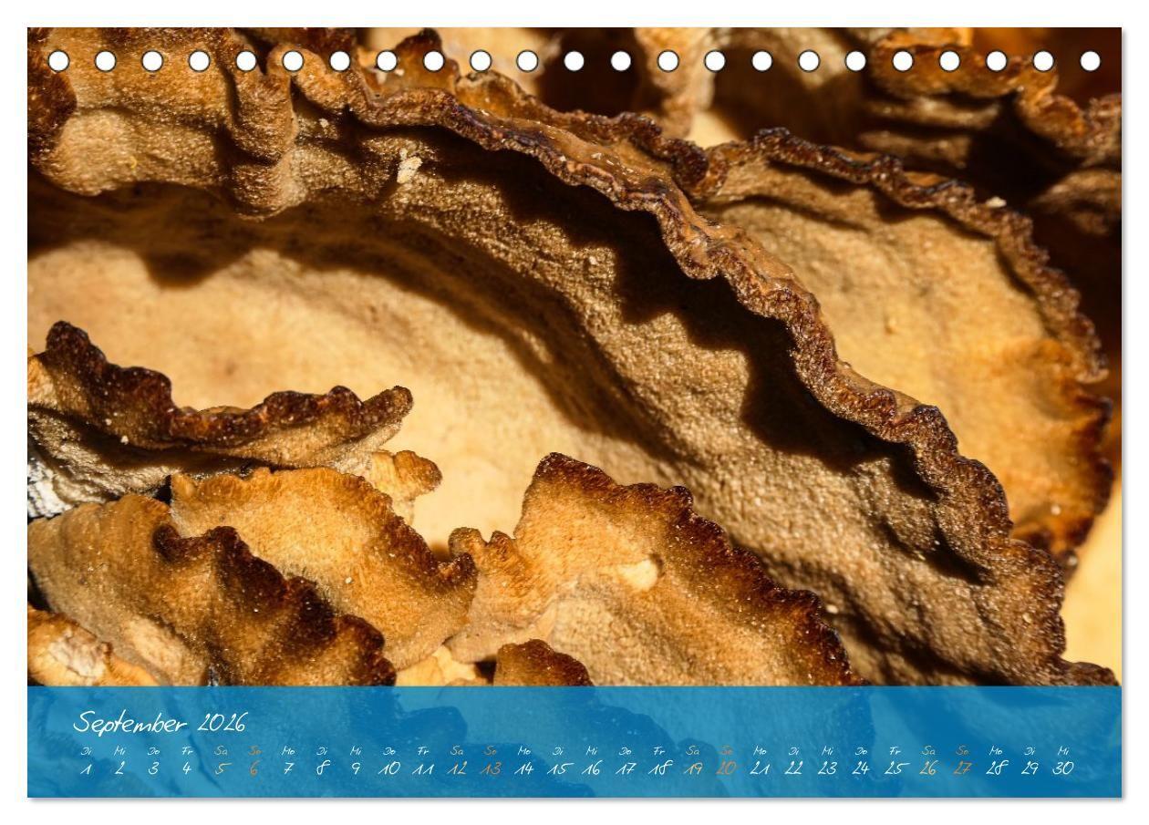 Beispielinhalt (Bild) Natur abstrakt Farben und Strukturen (Tischkalender 2026 DIN A5 quer), CALVENDO Monatskalender