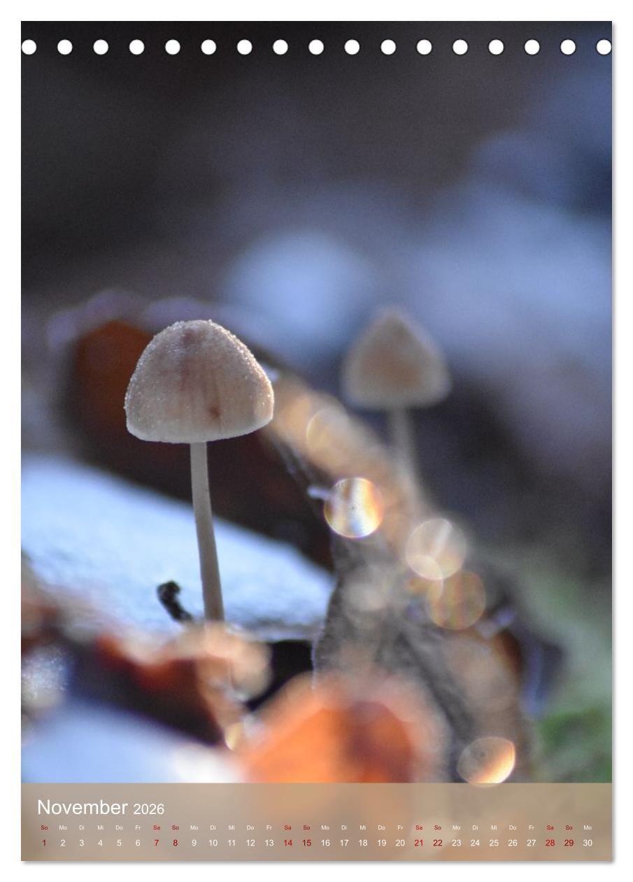 Beispielinhalt (Bild) Die kleinen Dinge - märchenhafte Pilzwelten (Tischkalender 2026 DIN A5 hoch), CALVENDO Monatskalender
