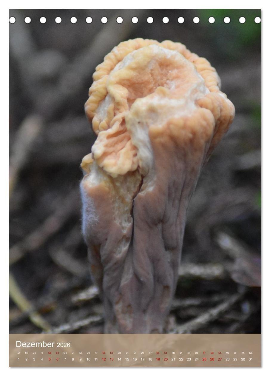 Beispielinhalt (Bild) Die kleinen Dinge - märchenhafte Pilzwelten (Tischkalender 2026 DIN A5 hoch), CALVENDO Monatskalender