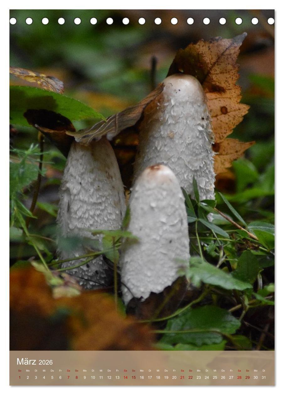 Beispielinhalt (Bild) Die kleinen Dinge - märchenhafte Pilzwelten (Tischkalender 2026 DIN A5 hoch), CALVENDO Monatskalender