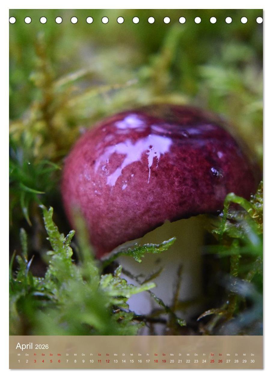 Beispielinhalt (Bild) Die kleinen Dinge - märchenhafte Pilzwelten (Tischkalender 2026 DIN A5 hoch), CALVENDO Monatskalender