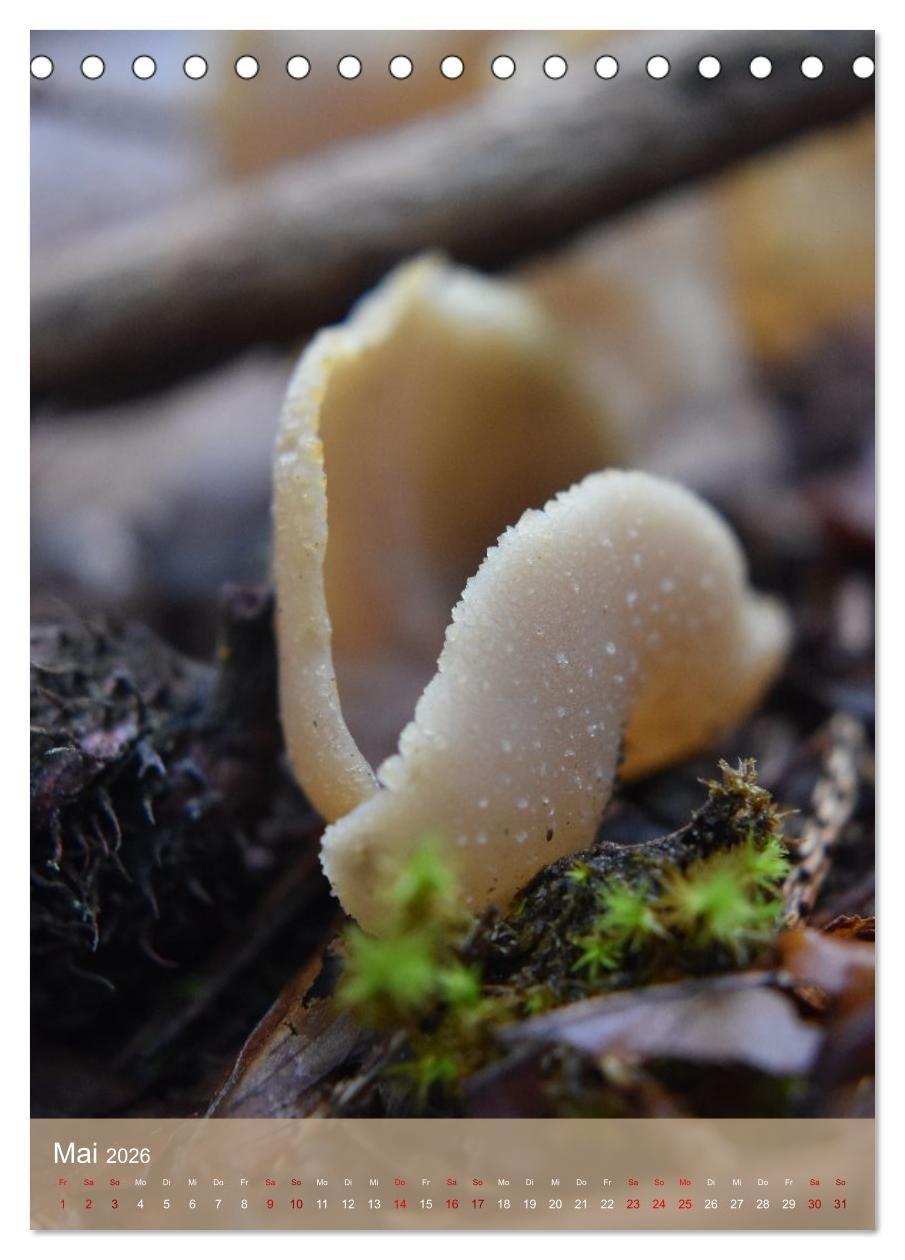 Beispielinhalt (Bild) Die kleinen Dinge - märchenhafte Pilzwelten (Tischkalender 2026 DIN A5 hoch), CALVENDO Monatskalender