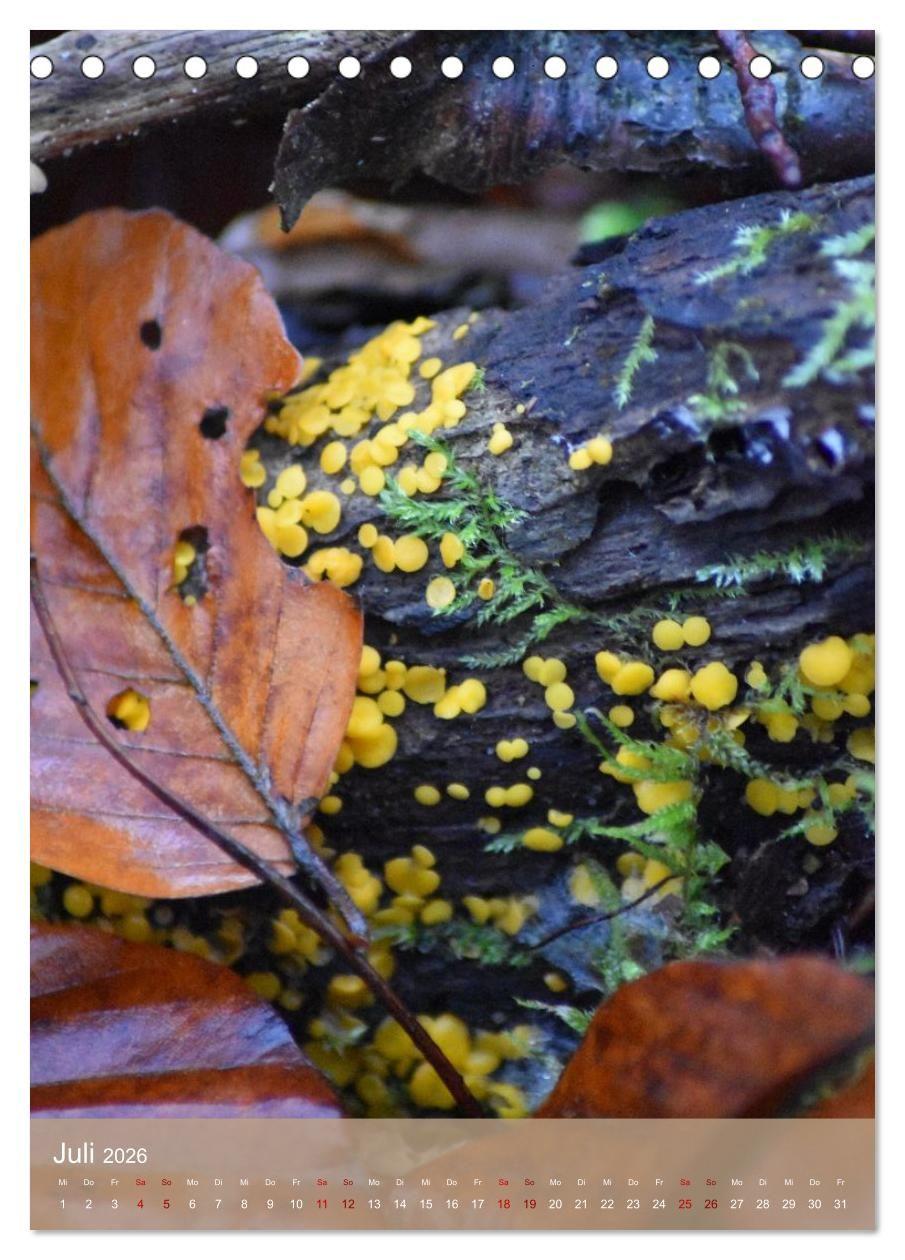 Beispielinhalt (Bild) Die kleinen Dinge - märchenhafte Pilzwelten (Tischkalender 2026 DIN A5 hoch), CALVENDO Monatskalender
