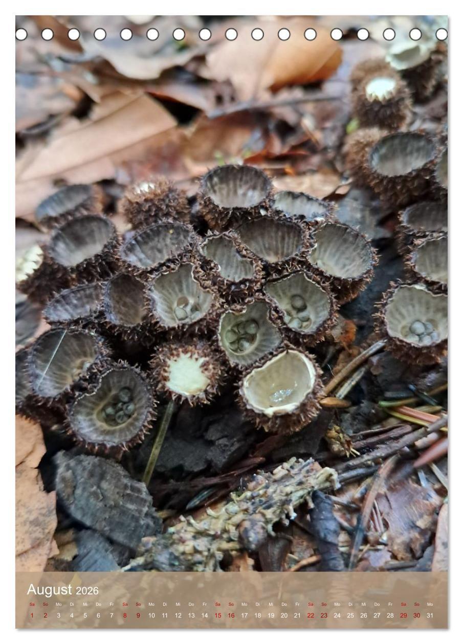 Beispielinhalt (Bild) Die kleinen Dinge - märchenhafte Pilzwelten (Tischkalender 2026 DIN A5 hoch), CALVENDO Monatskalender
