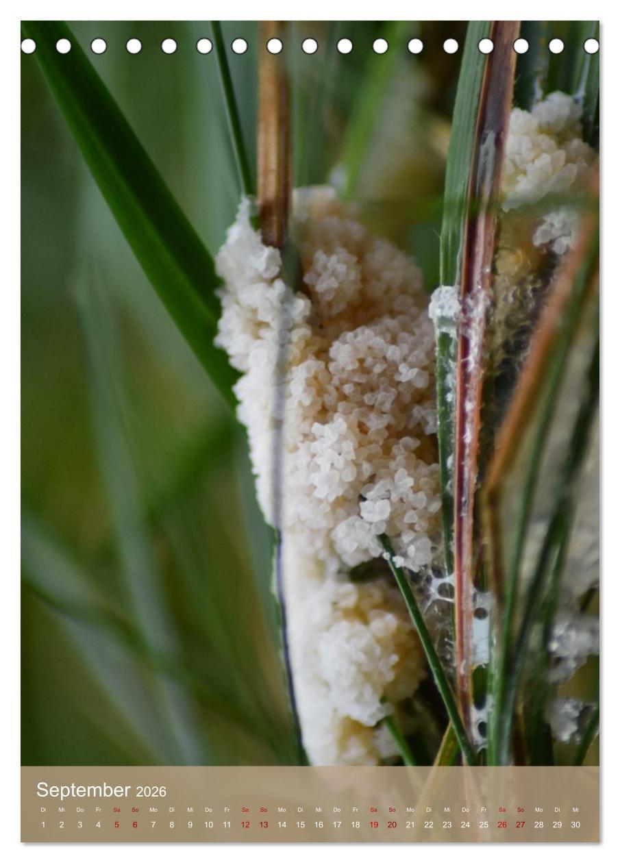 Beispielinhalt (Bild) Die kleinen Dinge - märchenhafte Pilzwelten (Tischkalender 2026 DIN A5 hoch), CALVENDO Monatskalender