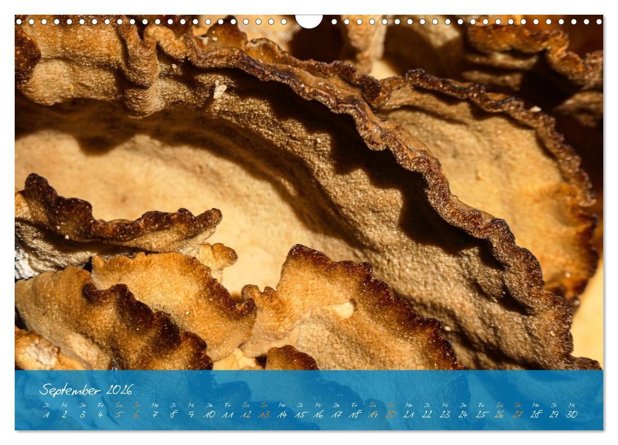 Beispielinhalt (Bild) Natur abstrakt Farben und Strukturen (Wandkalender 2026 DIN A3 quer), CALVENDO Monatskalender