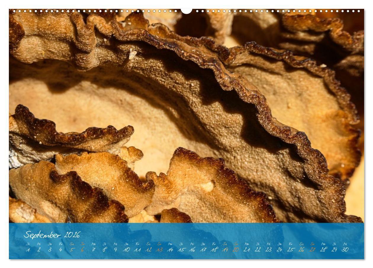 Beispielinhalt (Bild) Natur abstrakt Farben und Strukturen (hochwertiger Premium Wandkalender 2026 DIN A2 quer), Kunstdruck in Hochglanz