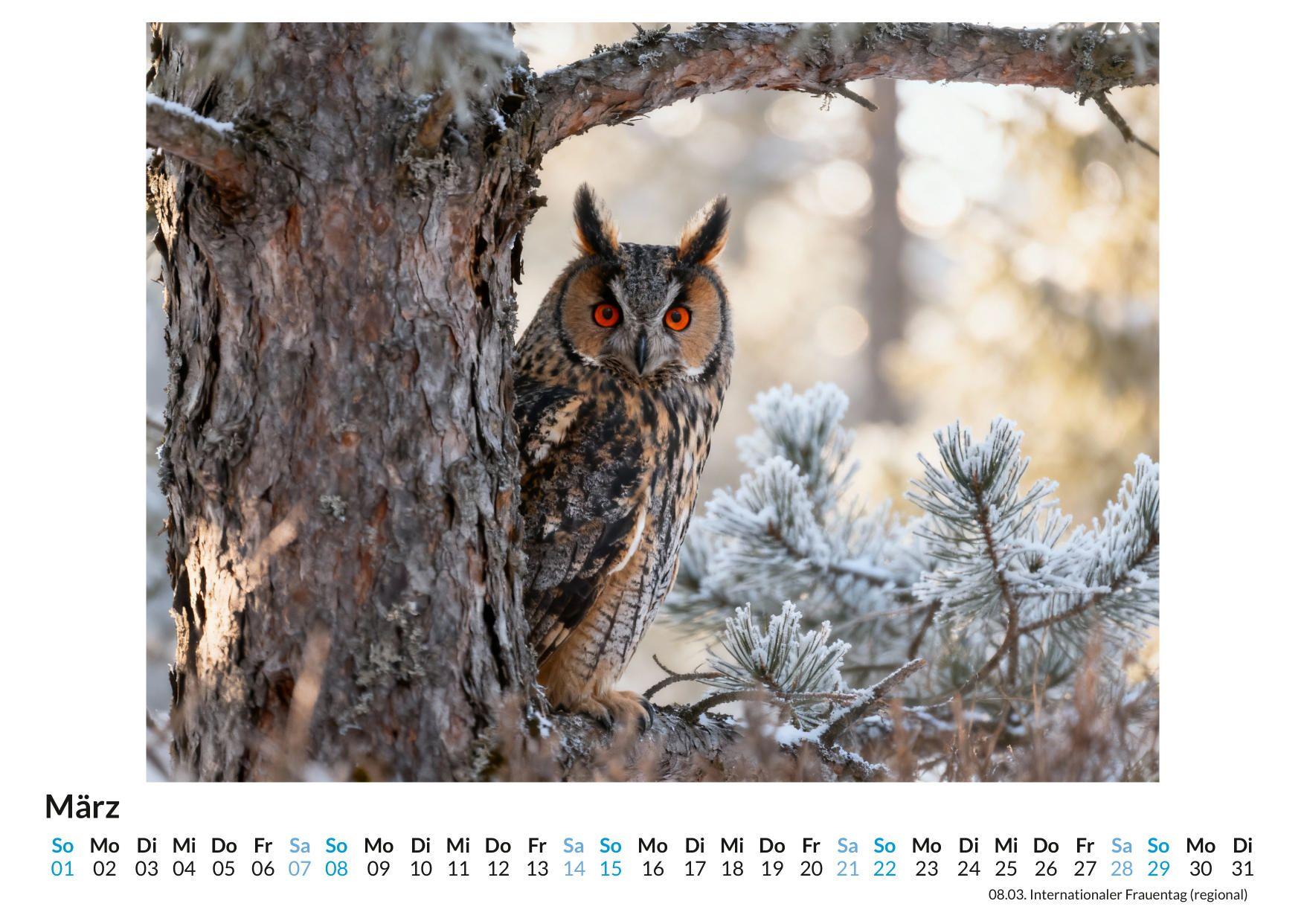 Beispielinhalt (Bild) Eulen in der Natur