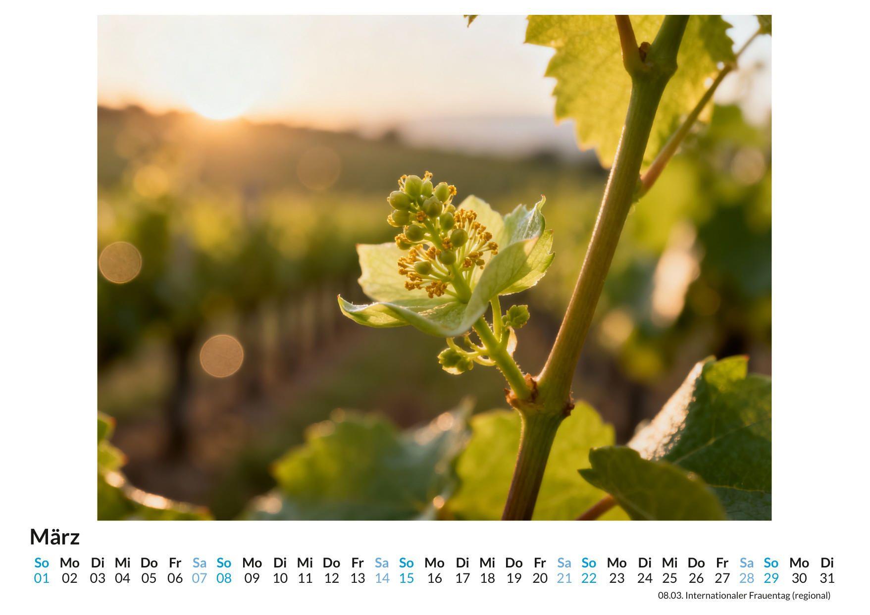 Beispielinhalt (Bild) Welt des Weins