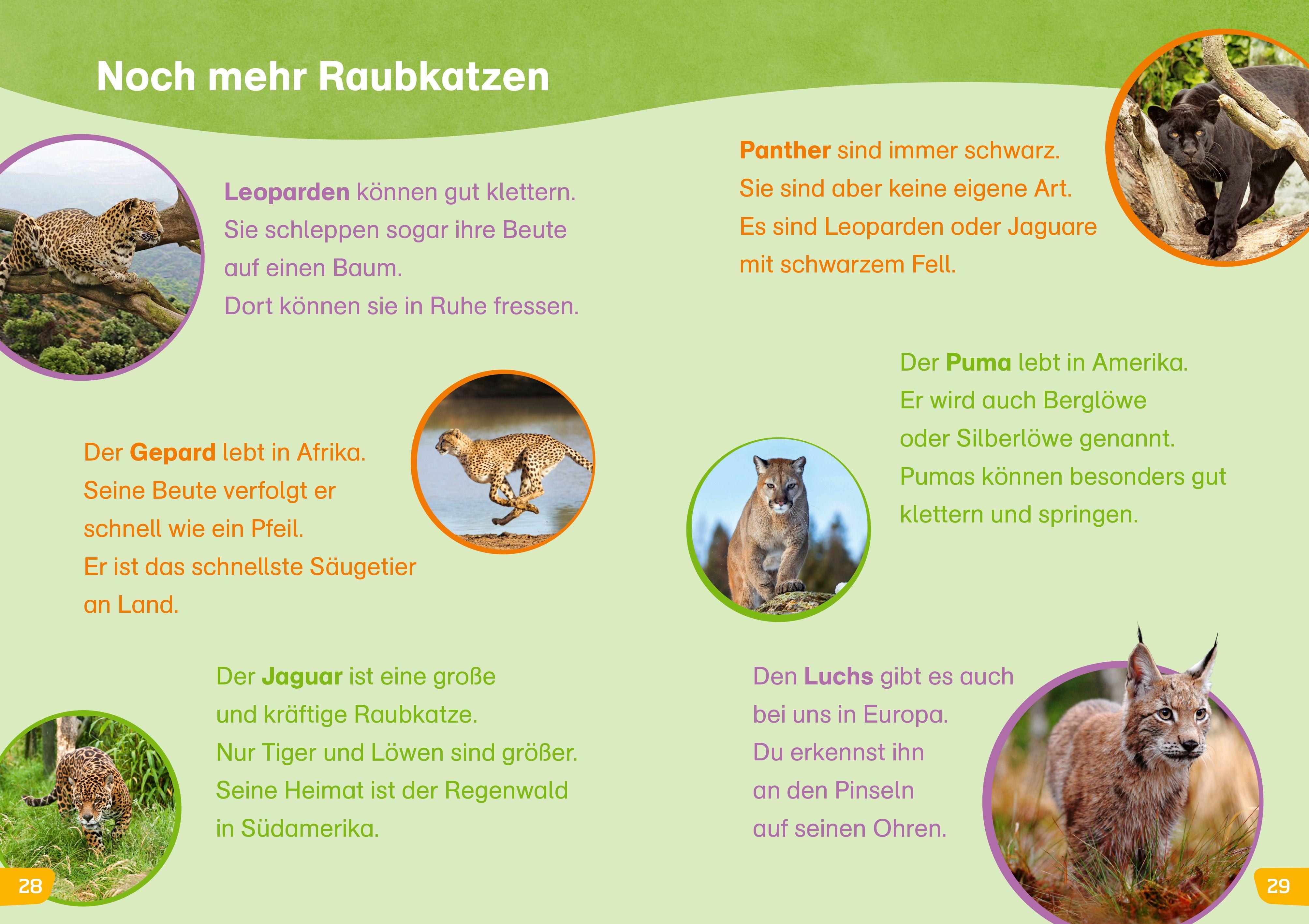 Beispielinhalt (Bild) WAS IST WAS Erstes Lesen easy! Katzen - meine Lieblingstiere
