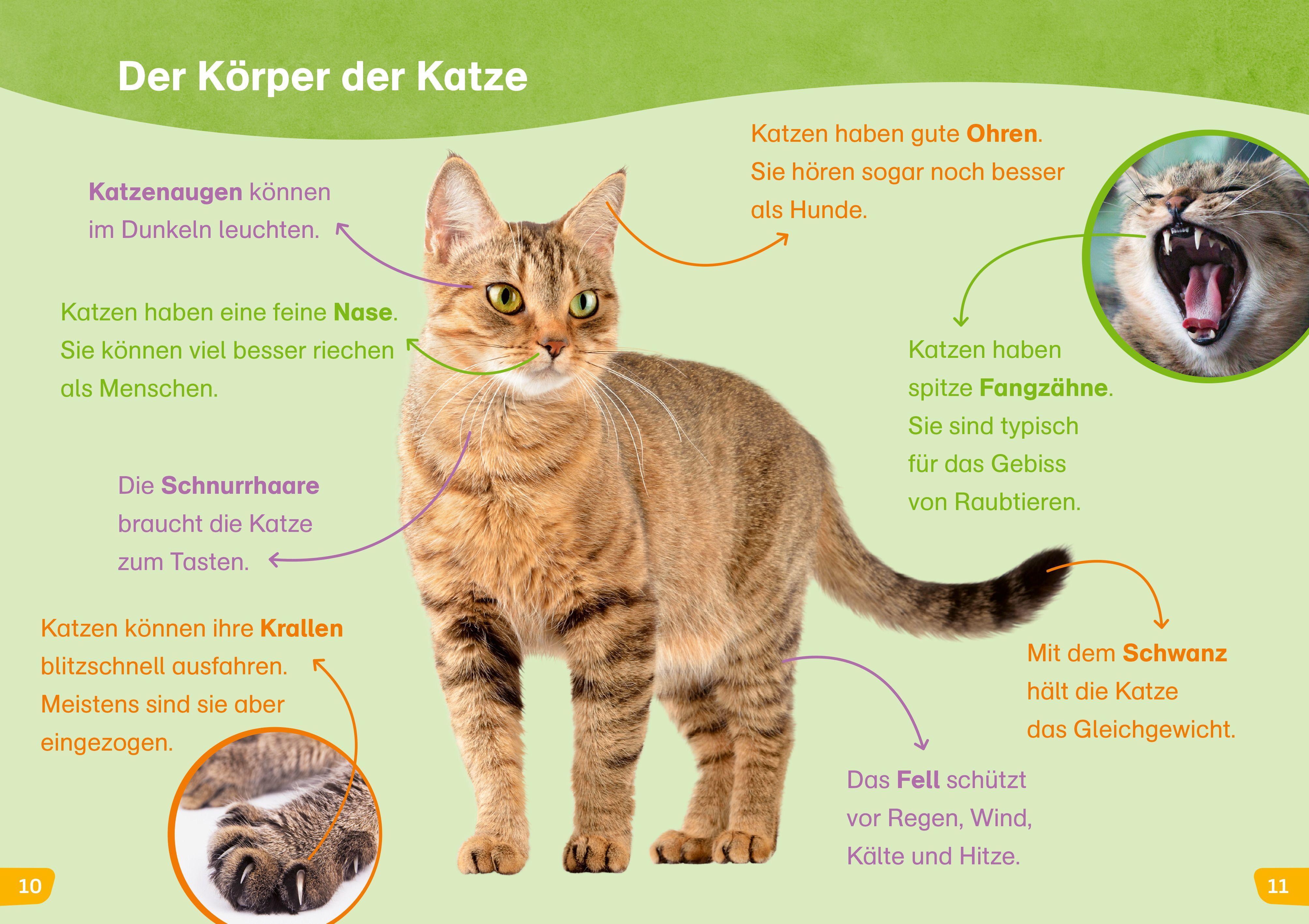 Beispielinhalt (Bild) WAS IST WAS Erstes Lesen easy! Katzen - meine Lieblingstiere