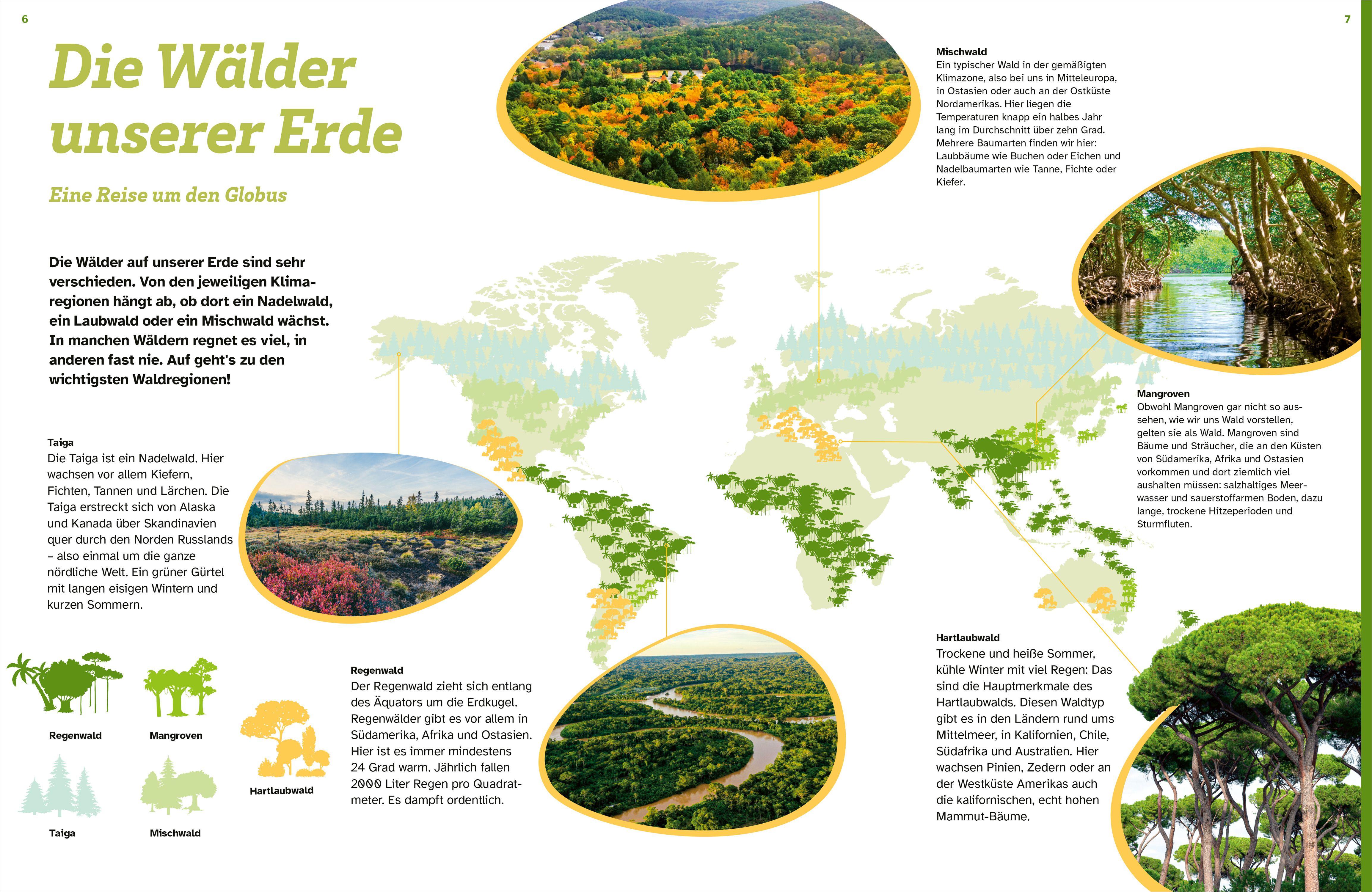 Beispielinhalt (Bild) WAS IST WAS Der Wald. Zwischen Blättern und Zapfen