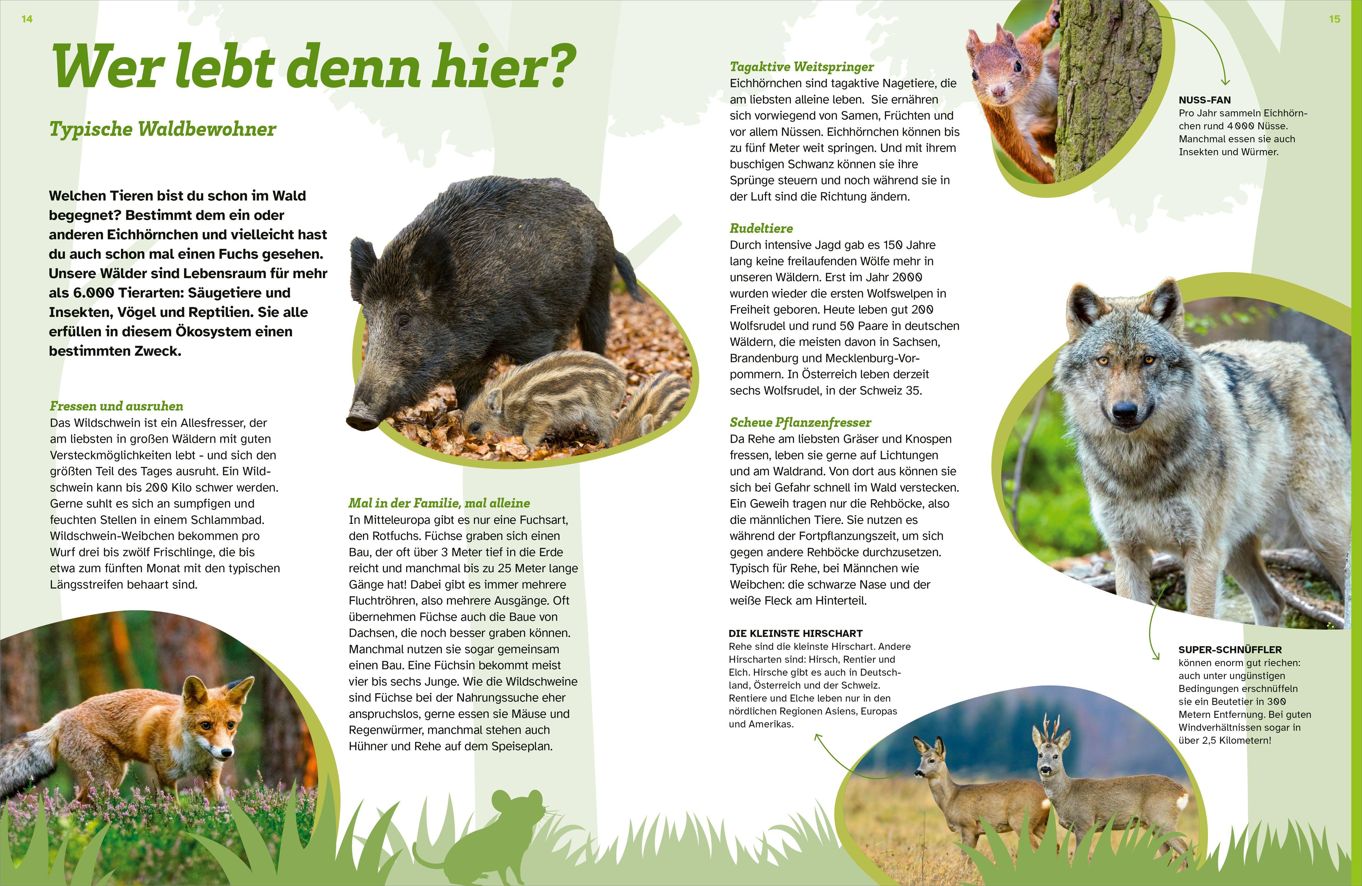 Beispielinhalt (Bild) WAS IST WAS Der Wald. Zwischen Blättern und Zapfen