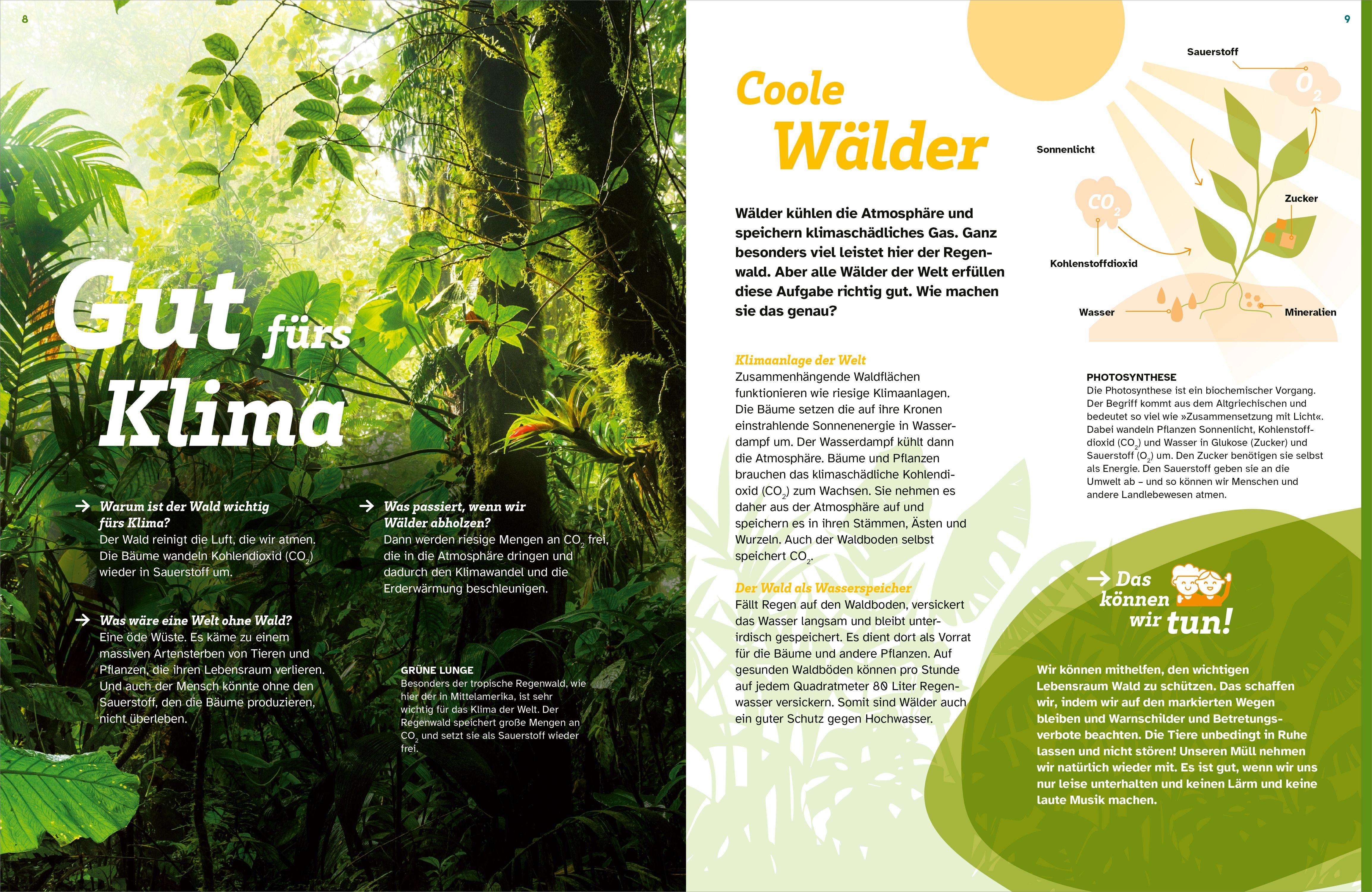 Beispielinhalt (Bild) WAS IST WAS Der Wald. Zwischen Blättern und Zapfen