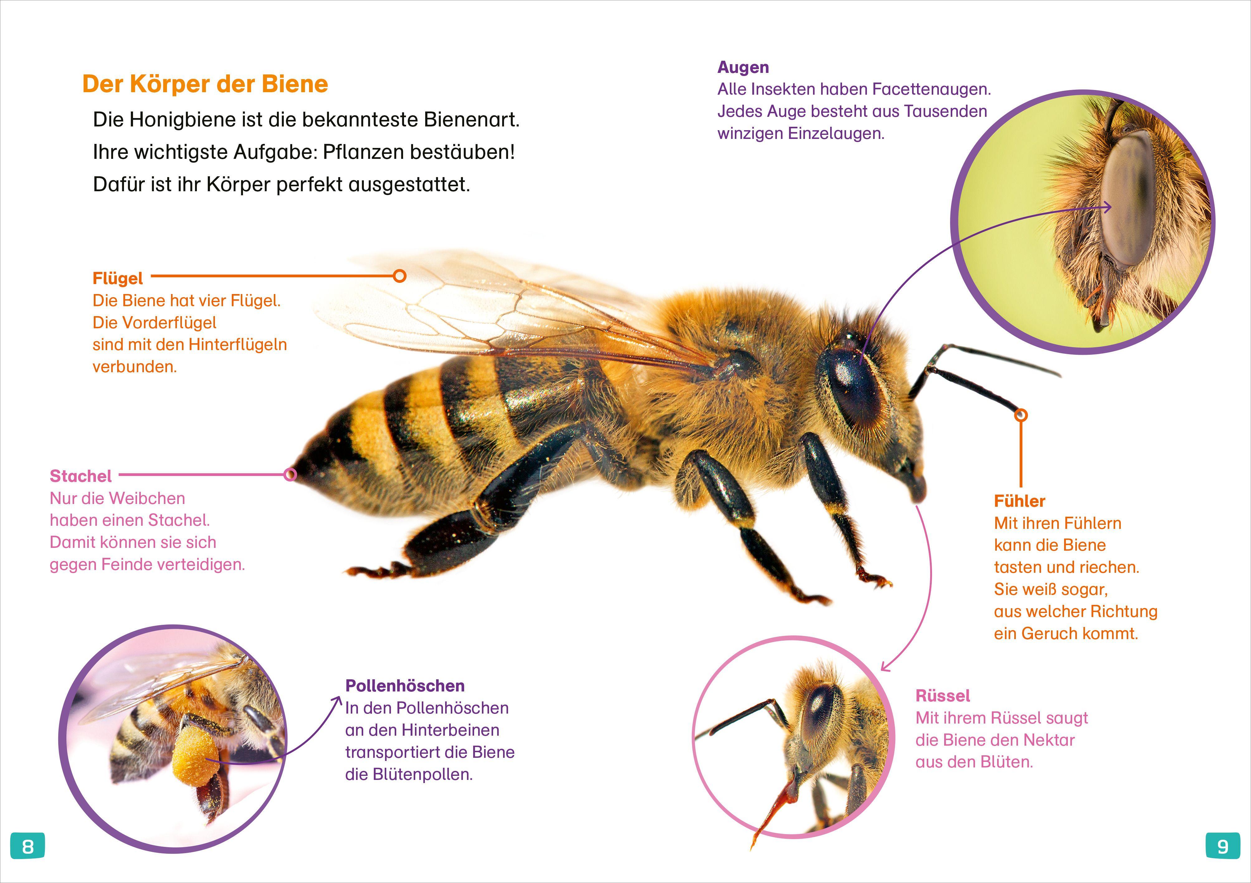Beispielinhalt (Bild) WAS IST WAS Erstes Lesen. Bienen