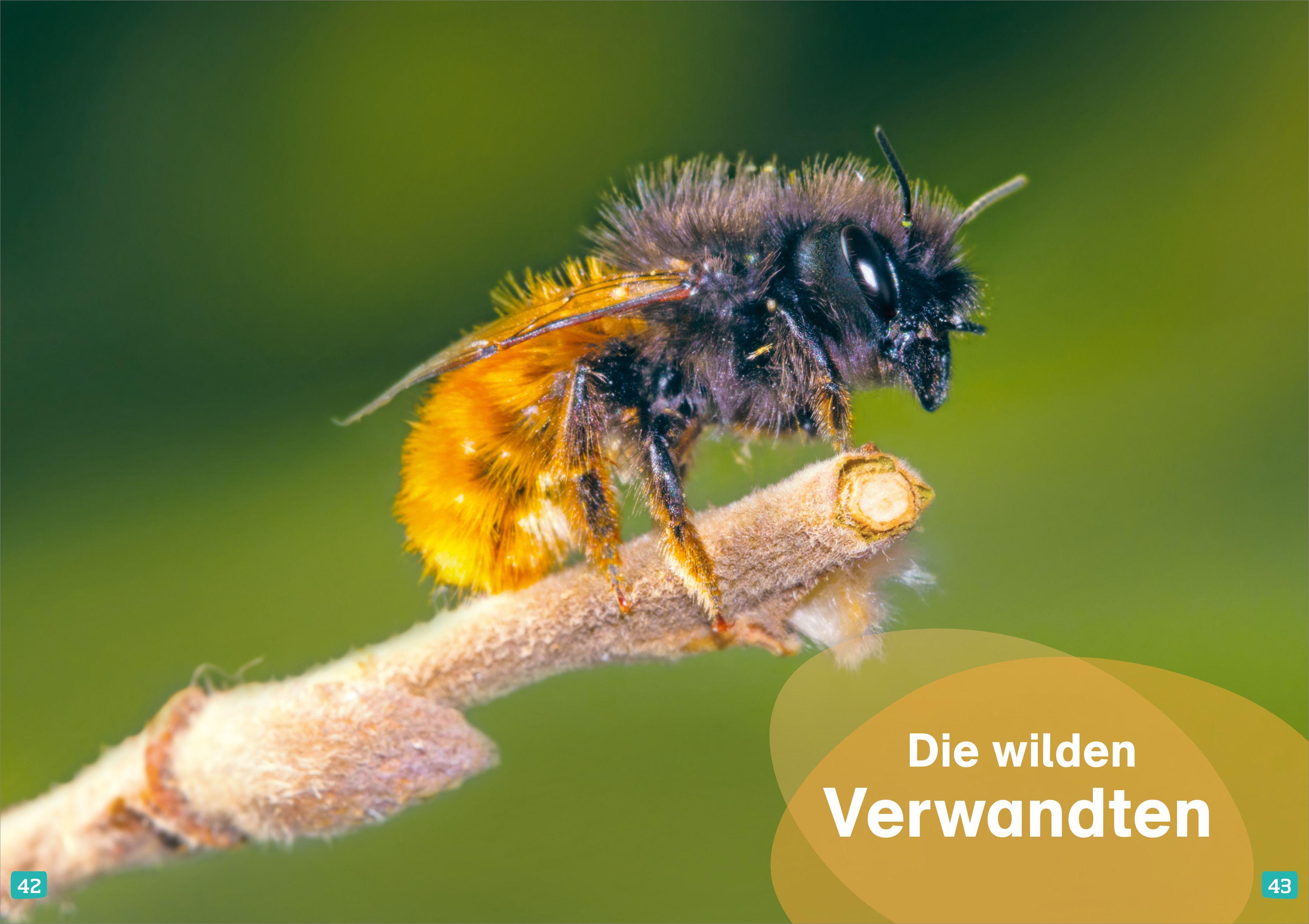 Beispielinhalt (Bild) WAS IST WAS Erstes Lesen. Bienen