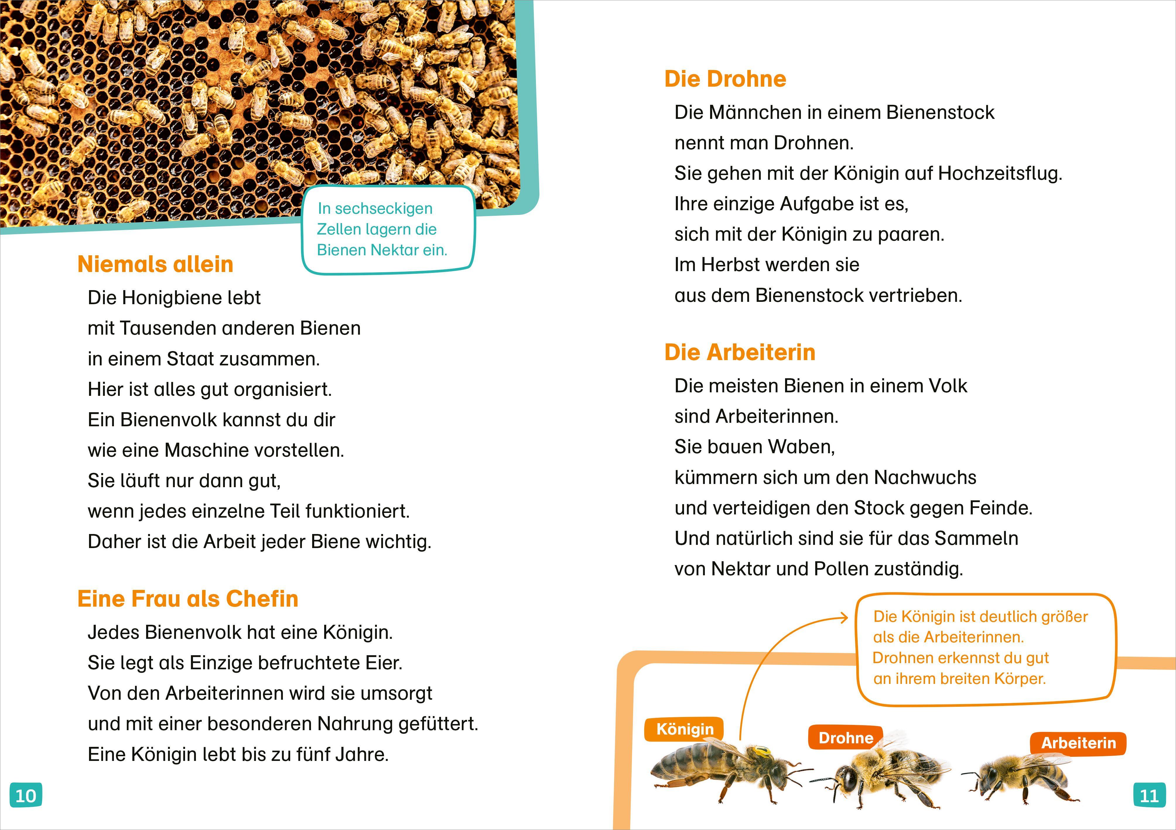 Beispielinhalt (Bild) WAS IST WAS Erstes Lesen. Bienen
