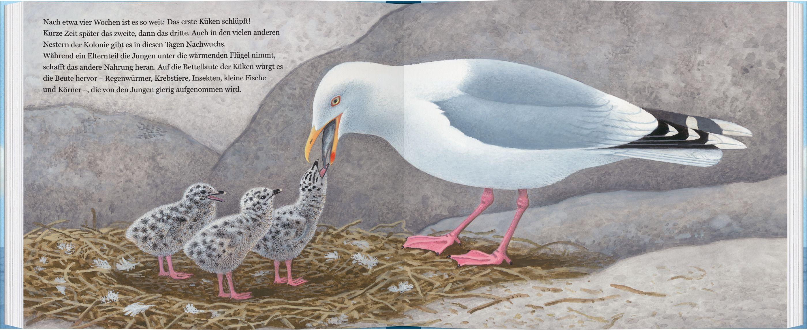 Beispielinhalt (Bild) Ein Jahr mit den Möwen