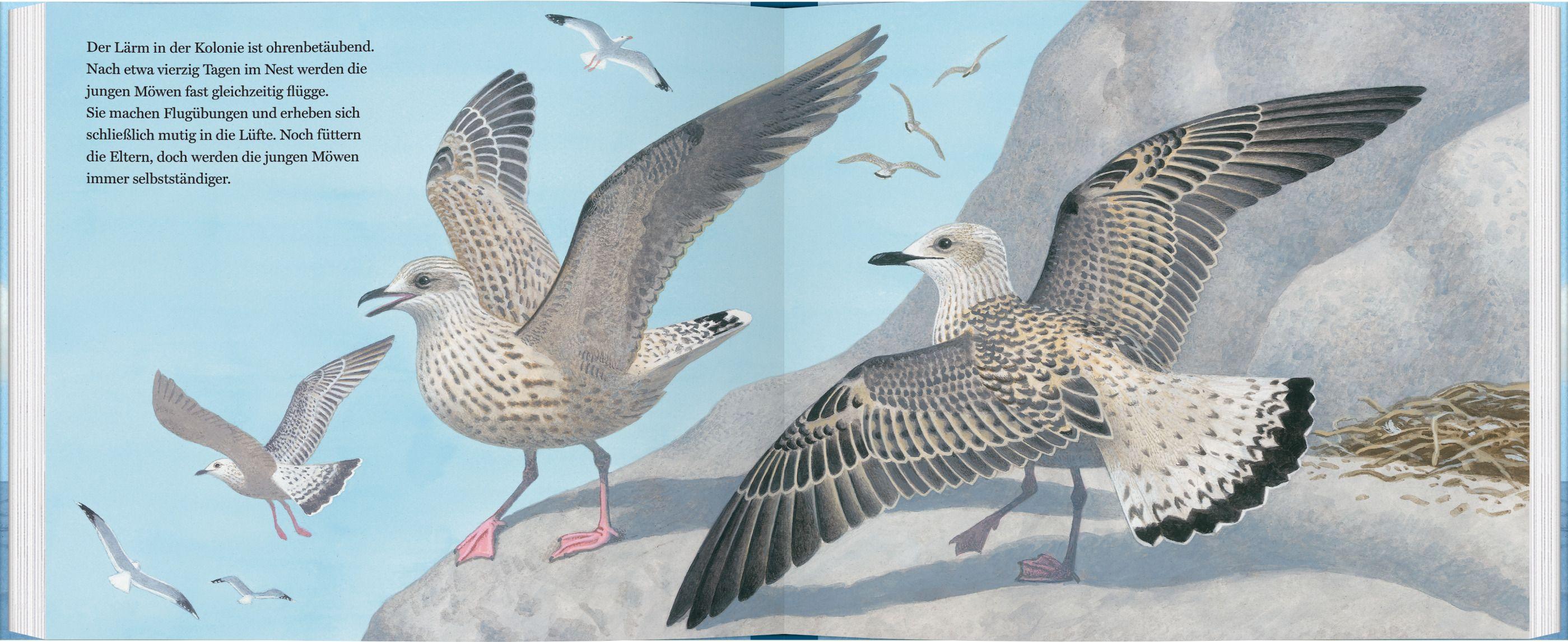 Beispielinhalt (Bild) Ein Jahr mit den Möwen