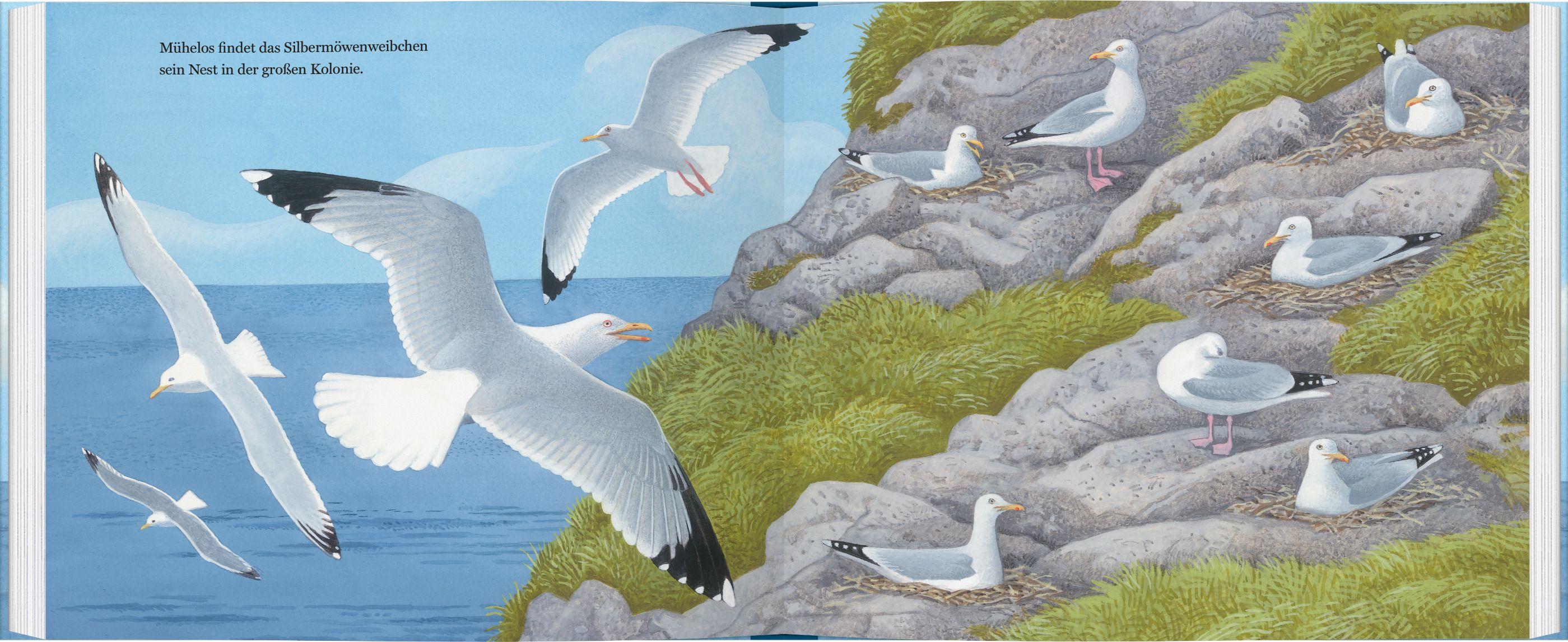 Beispielinhalt (Bild) Ein Jahr mit den Möwen
