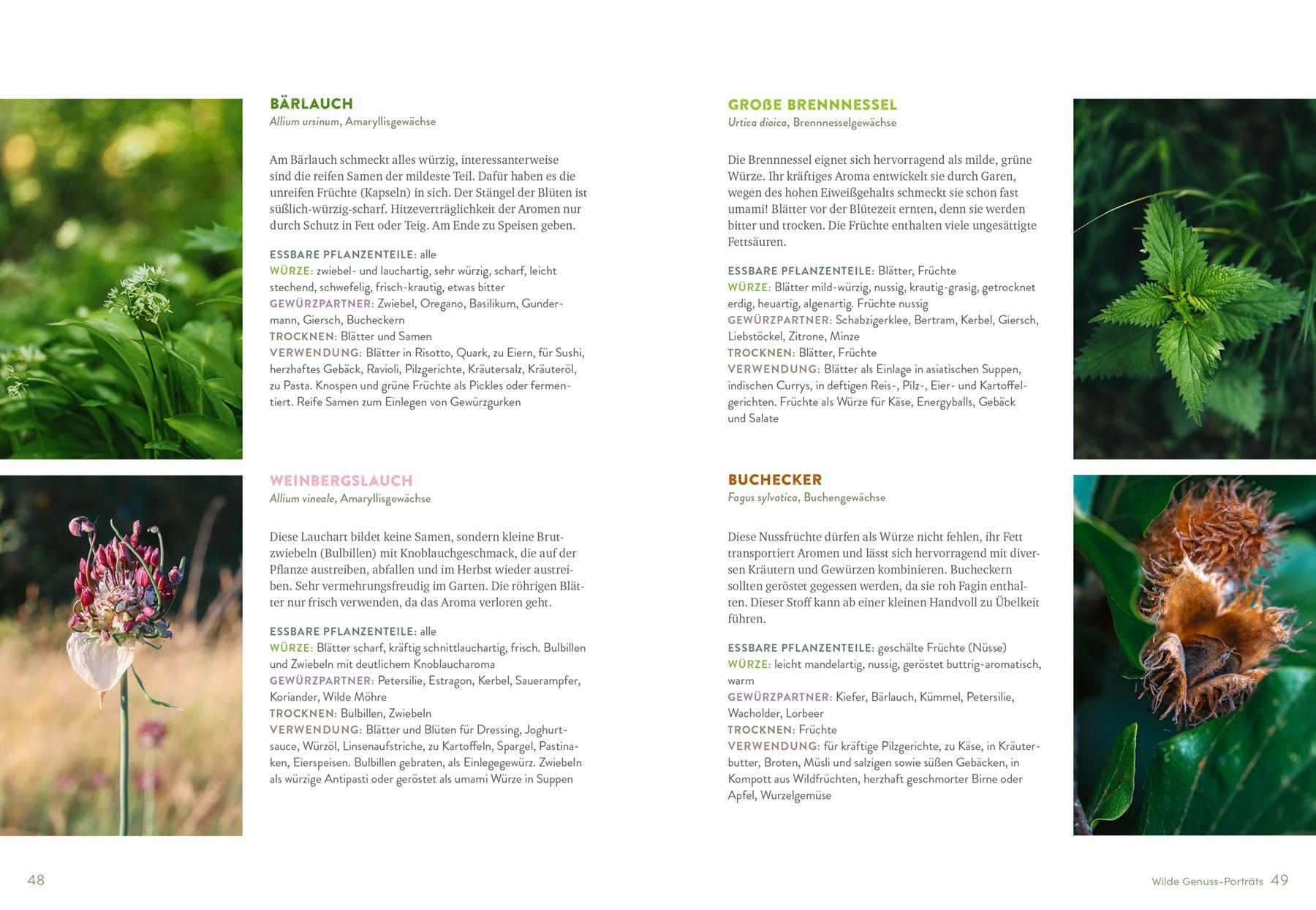 Beispielinhalt (Bild) Wilde Würze