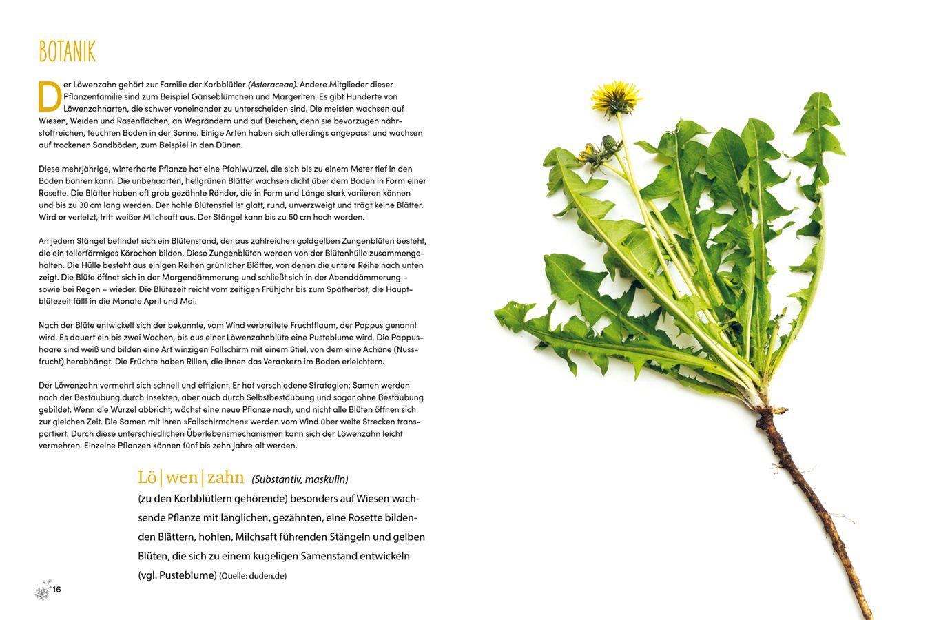 Beispielinhalt (Bild) Löwenzahn